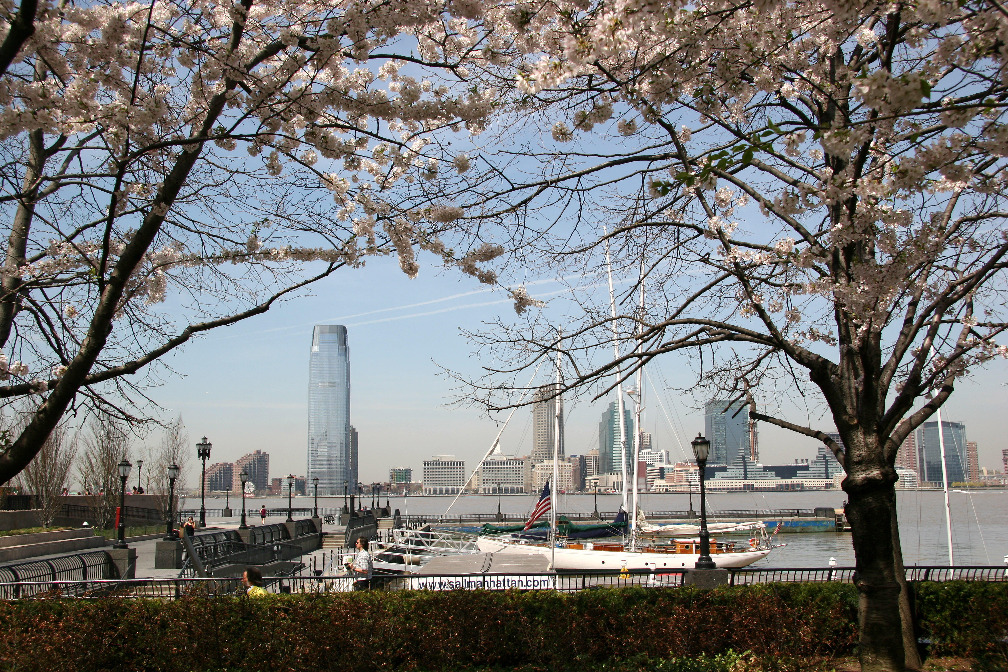 Cherry Trees at the Yacht Basin Garden