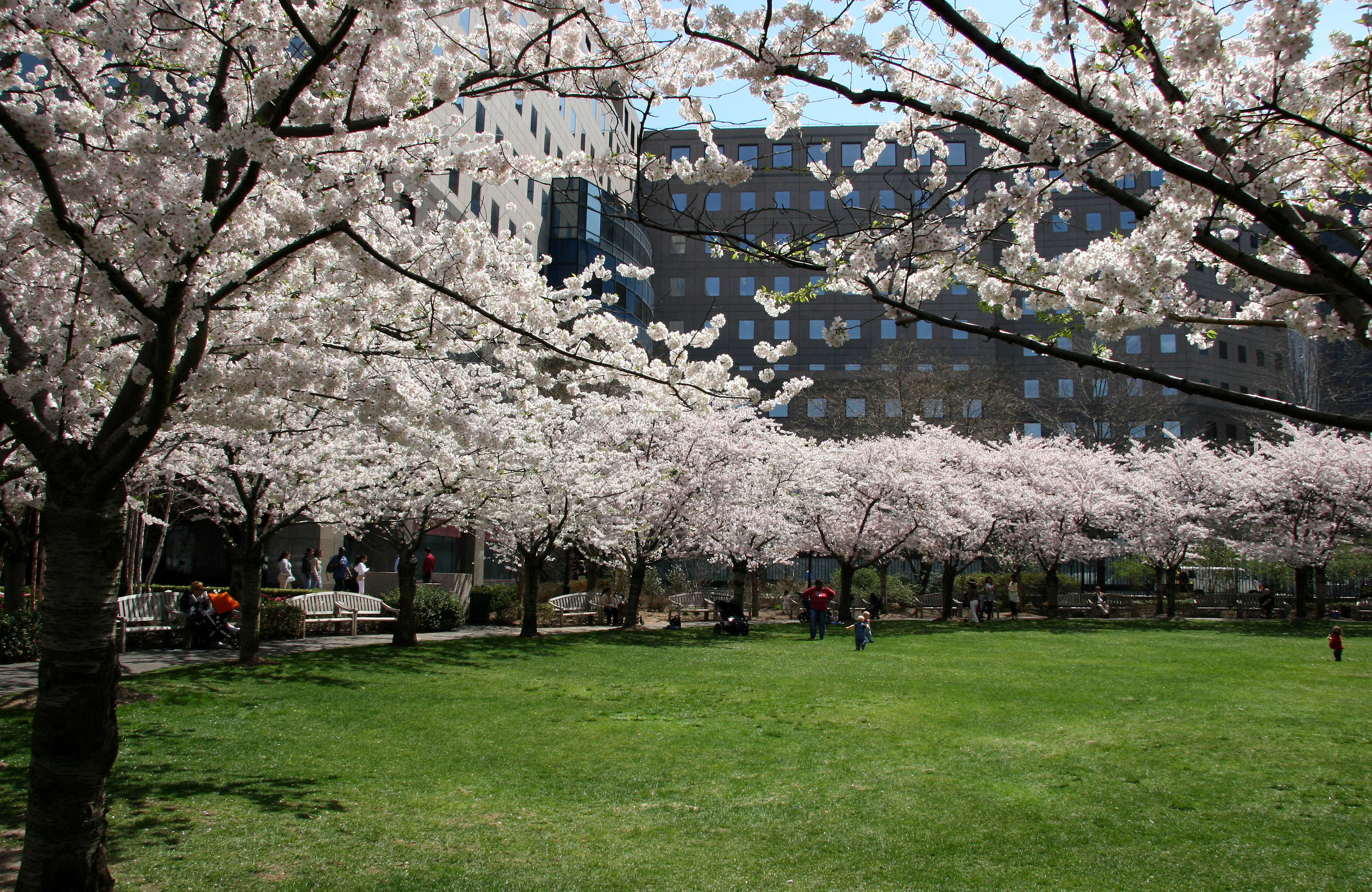 Cherry Trees at the Yacht Basin Garden
