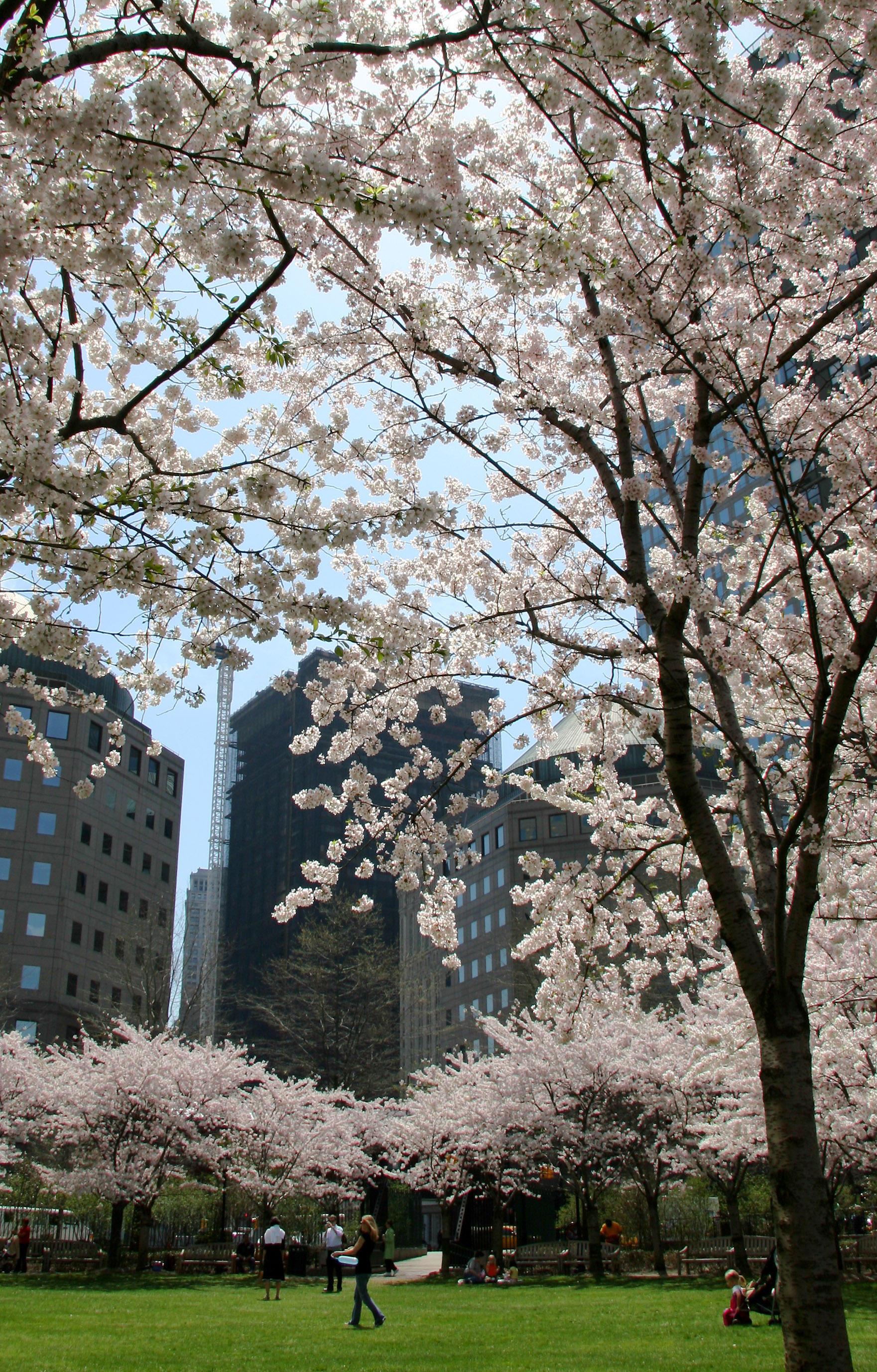 Cherry Trees at the Yacht Basin Garden