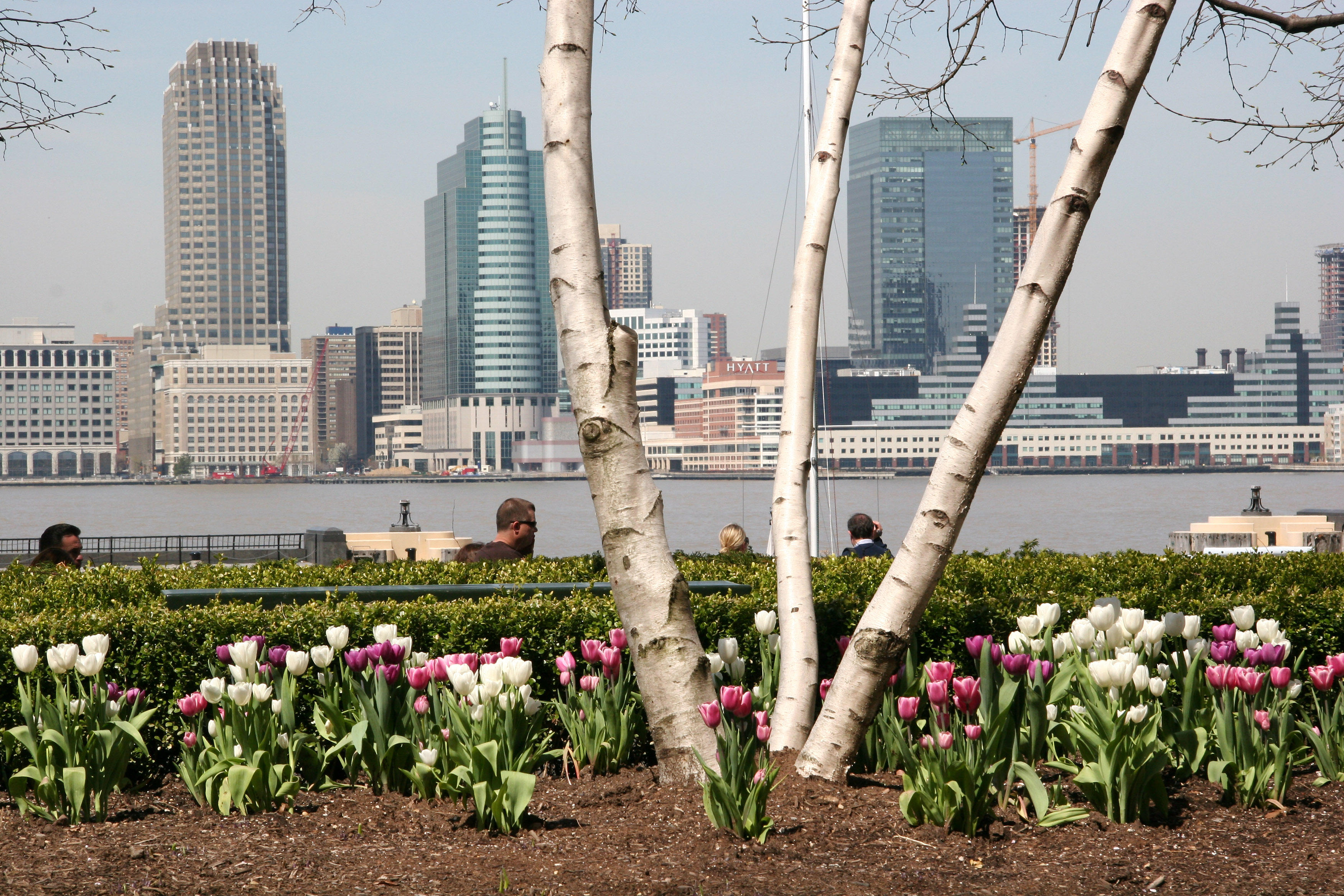 Tulips at the Yacht Basin Garden