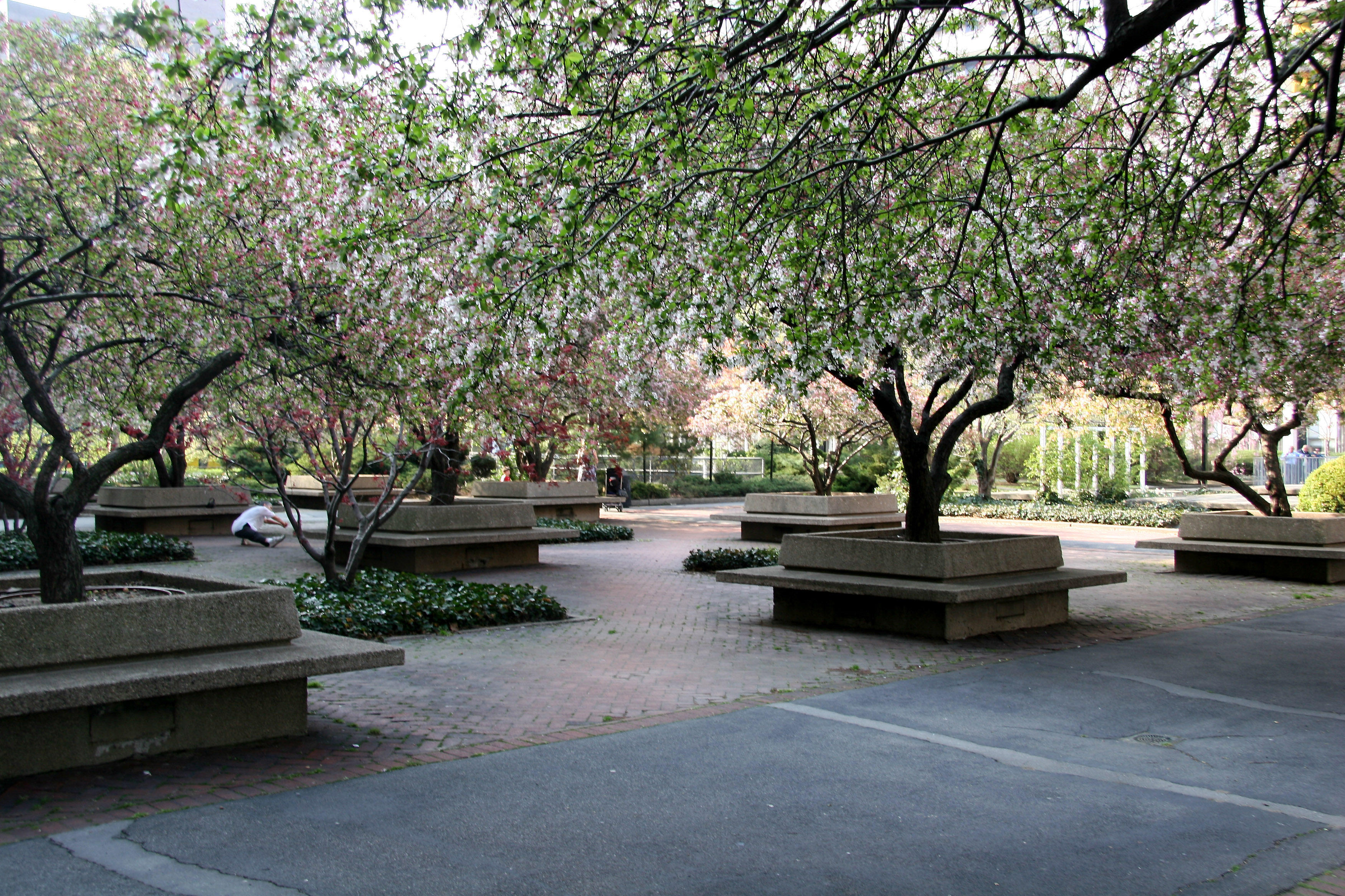 Crab Apple Trees in Bloom