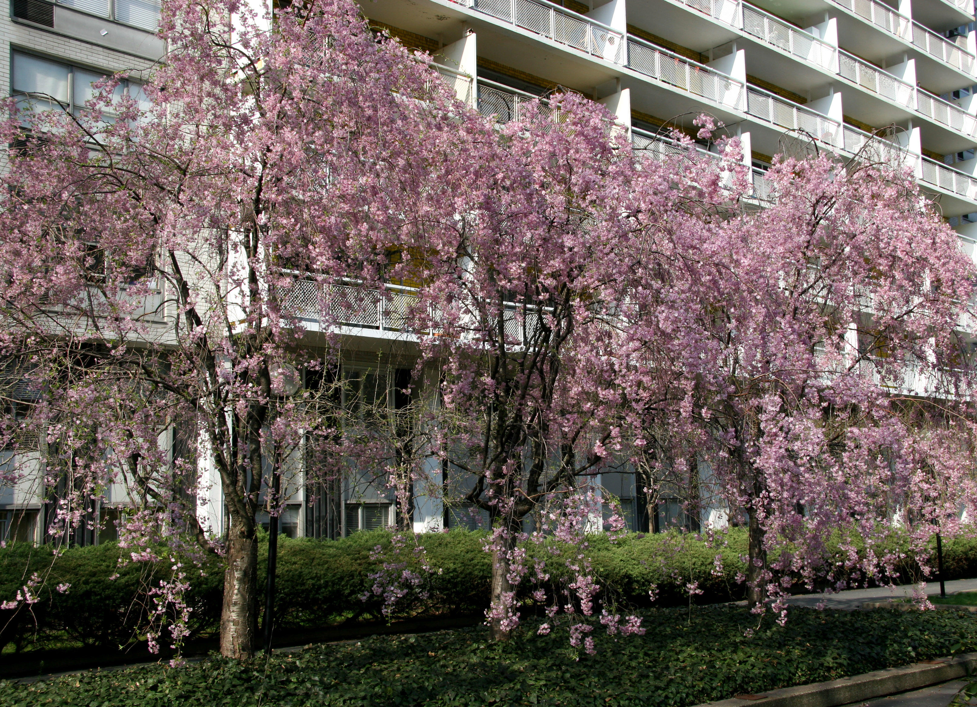 Cherry Trees in Bloom