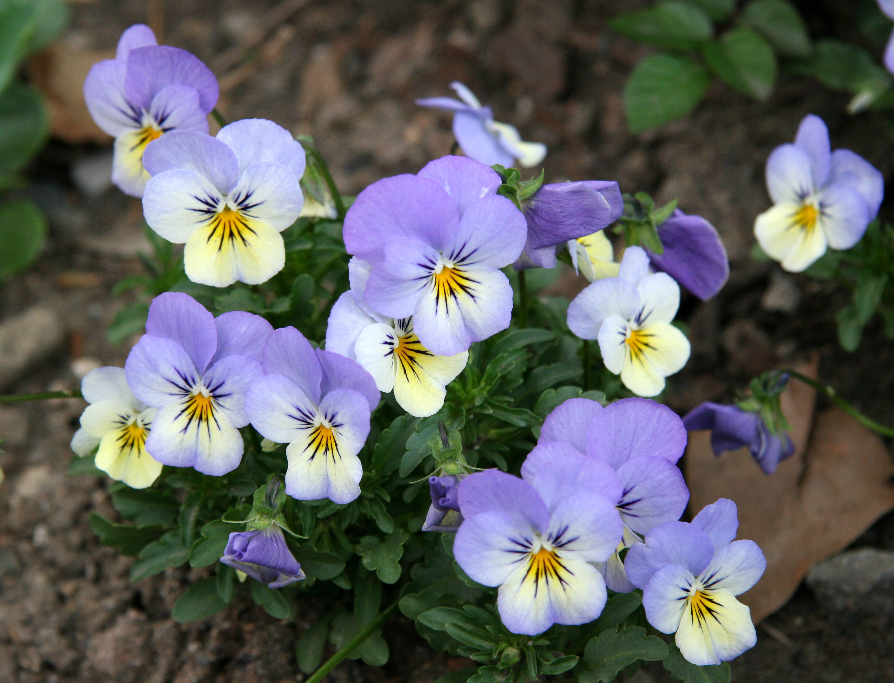 Pansies