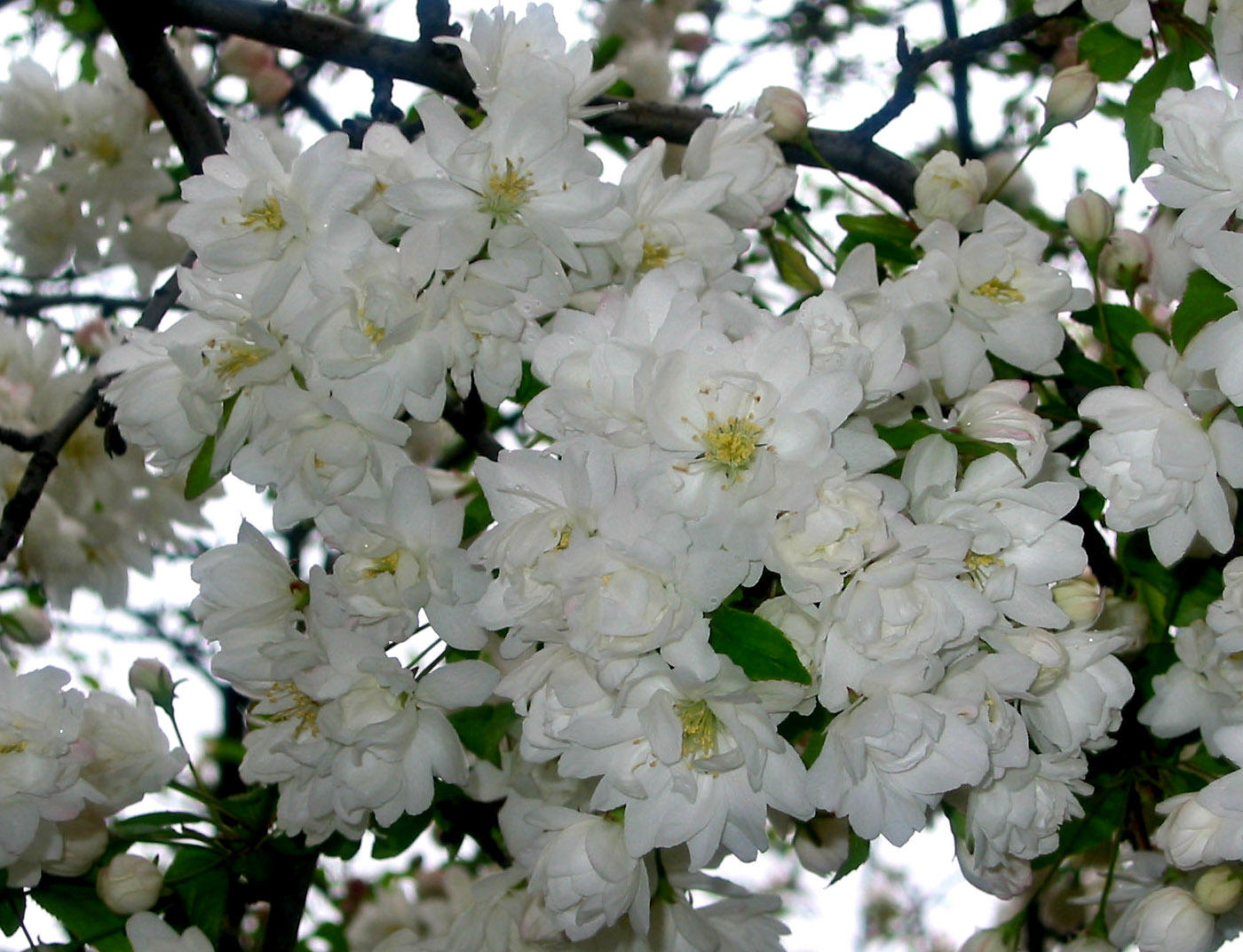 Apple Tree Blossoms