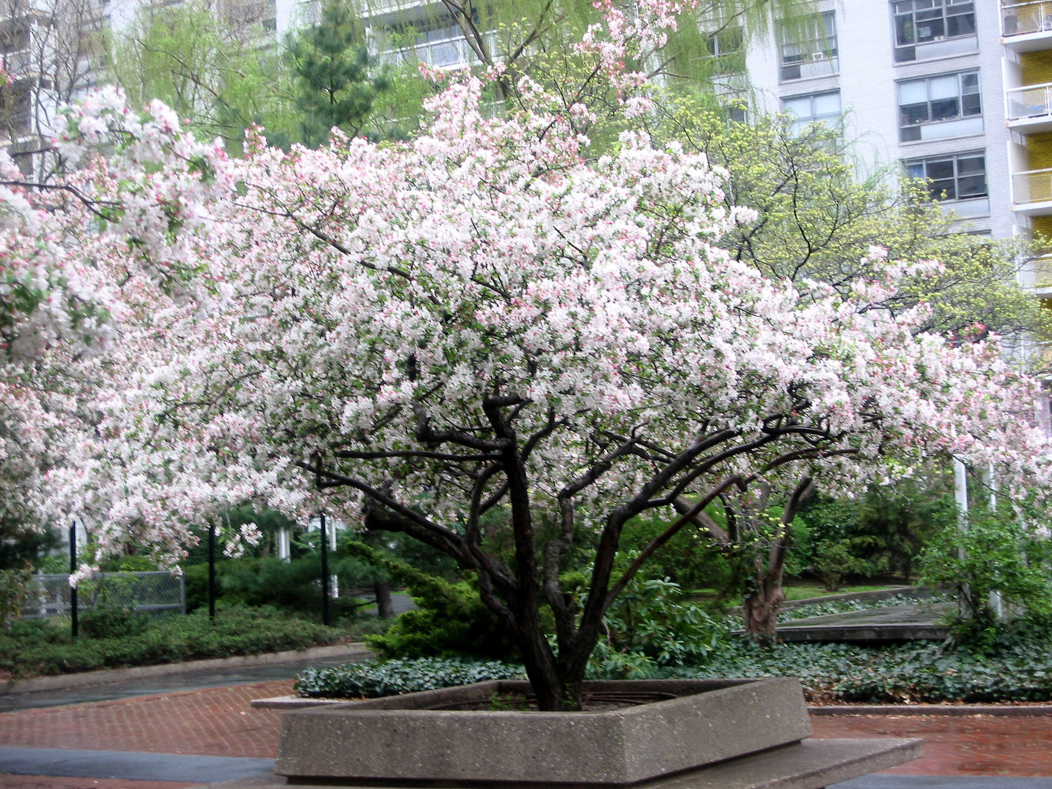 Crab Apple Tree Blossoms