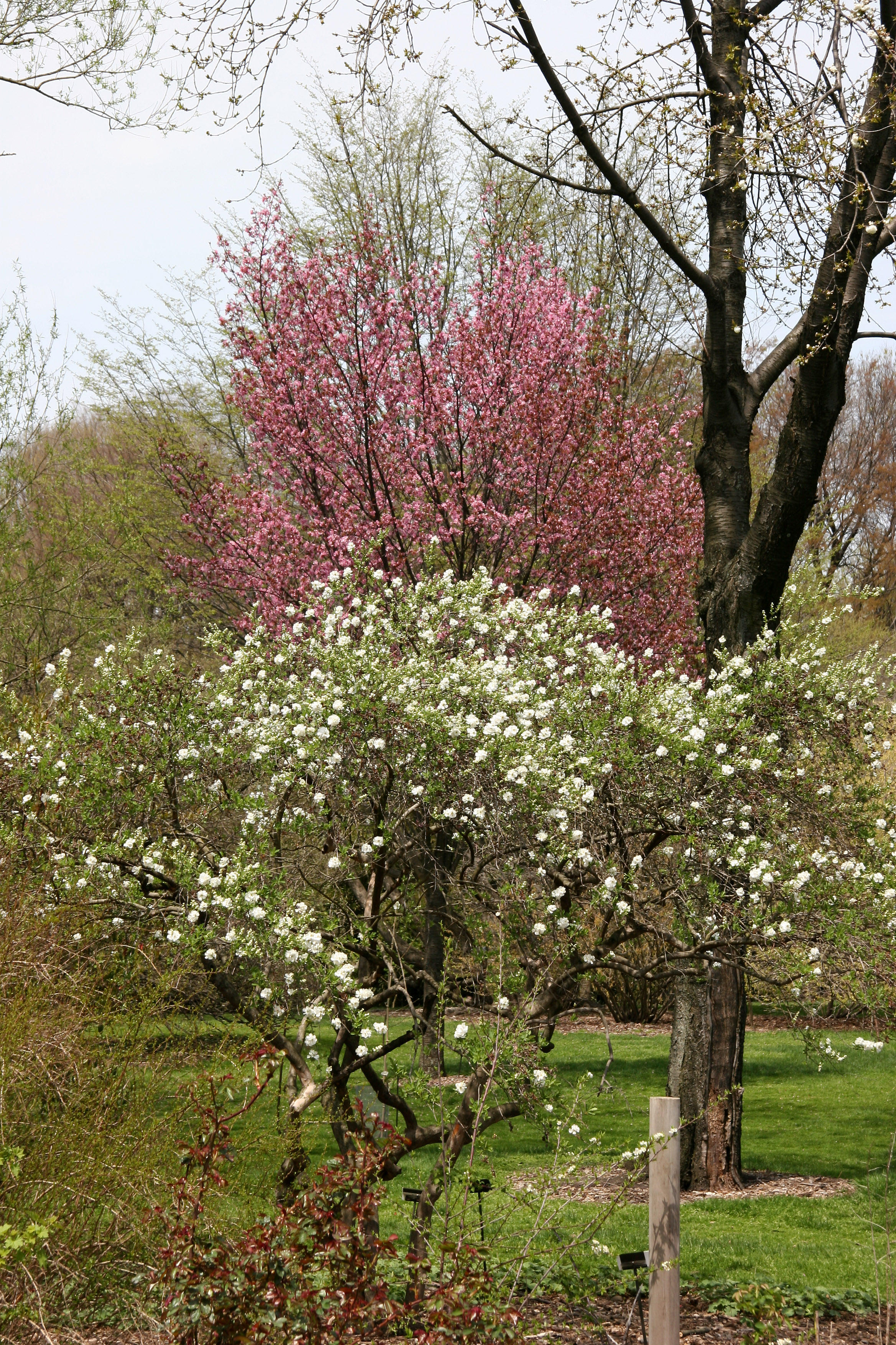 Spirea