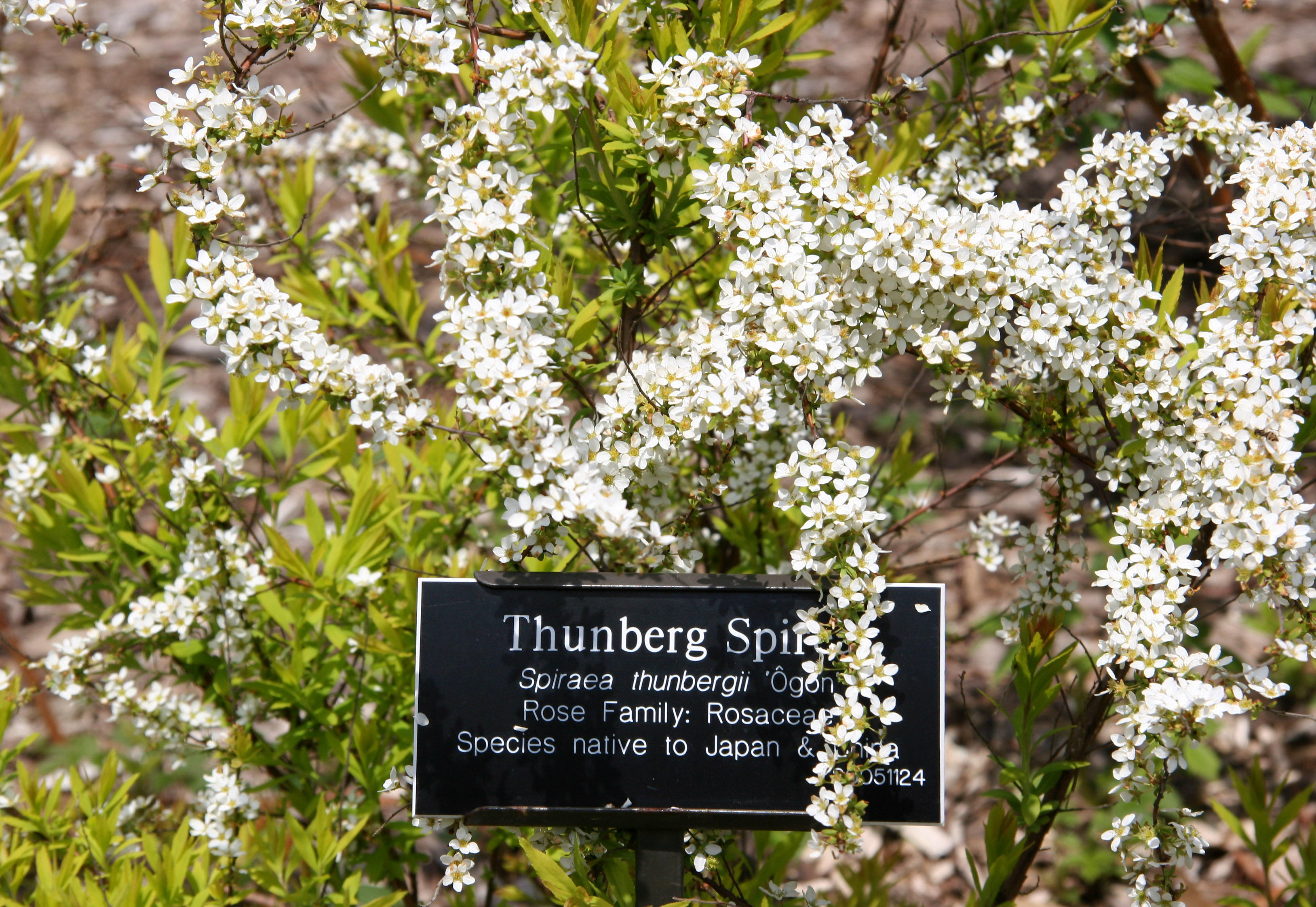 Spirea