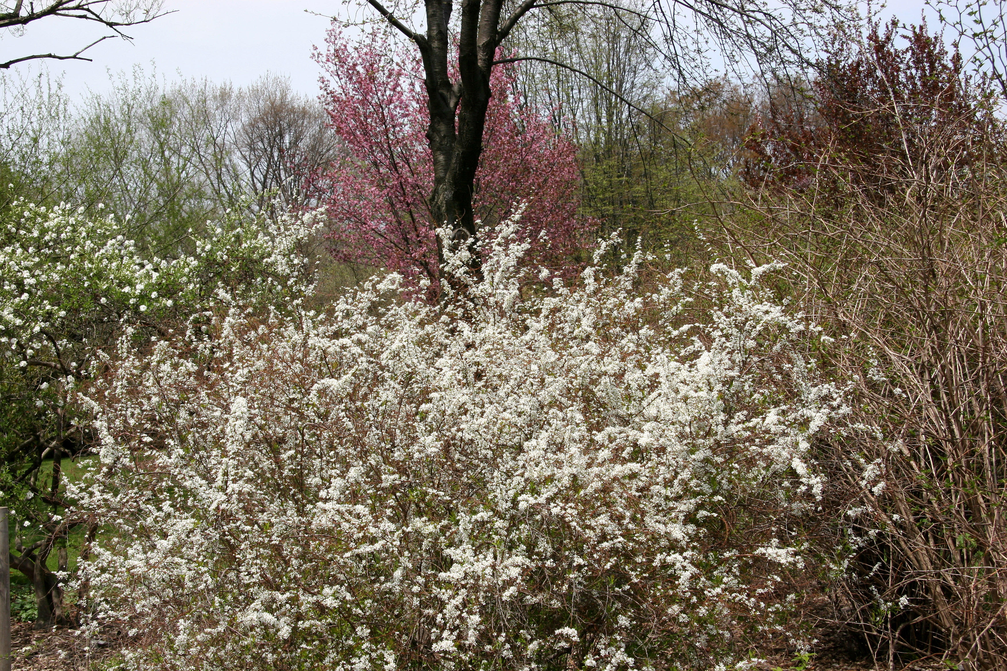 Spirea