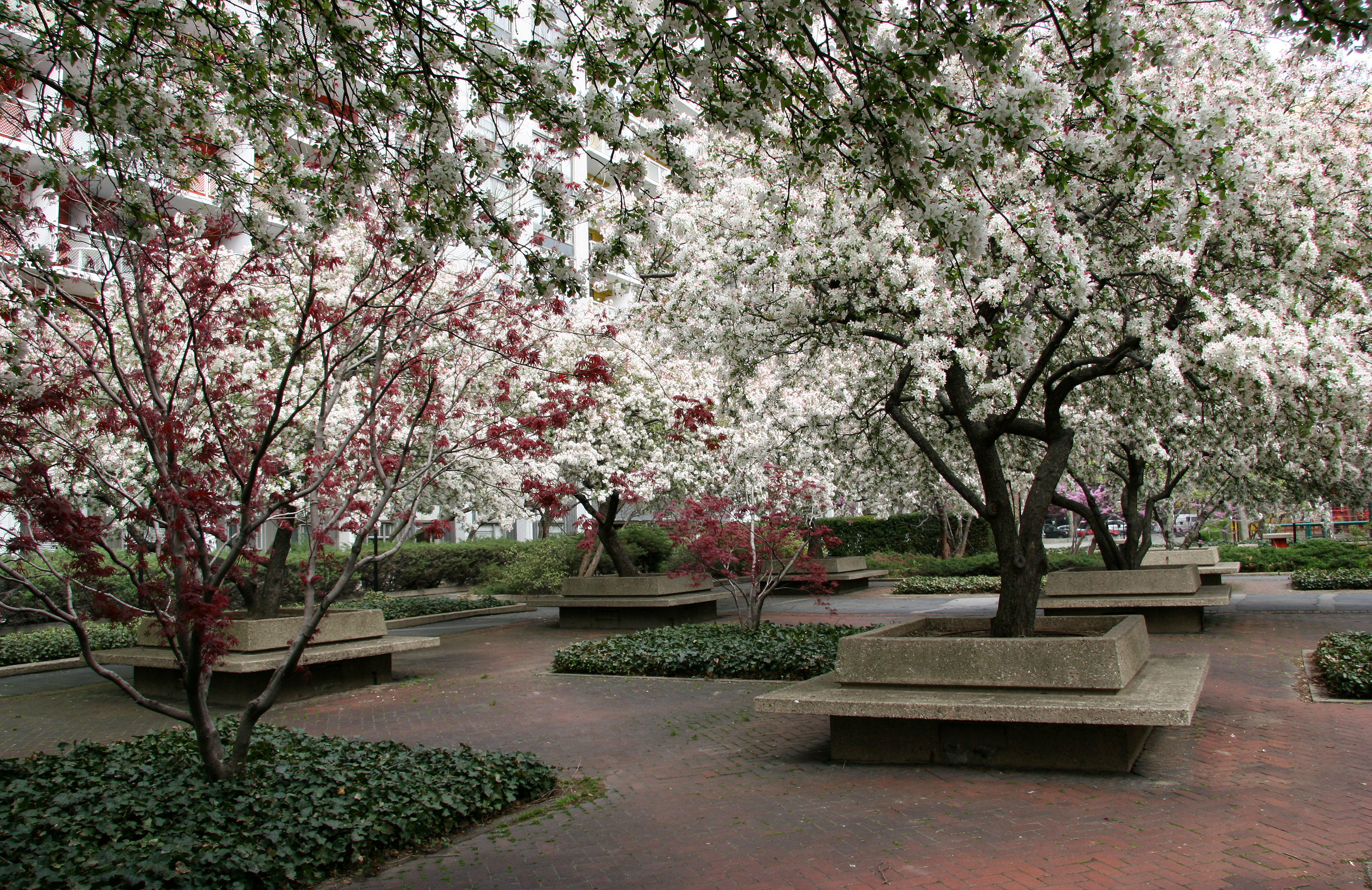 Crab Apple Trees in Bloom