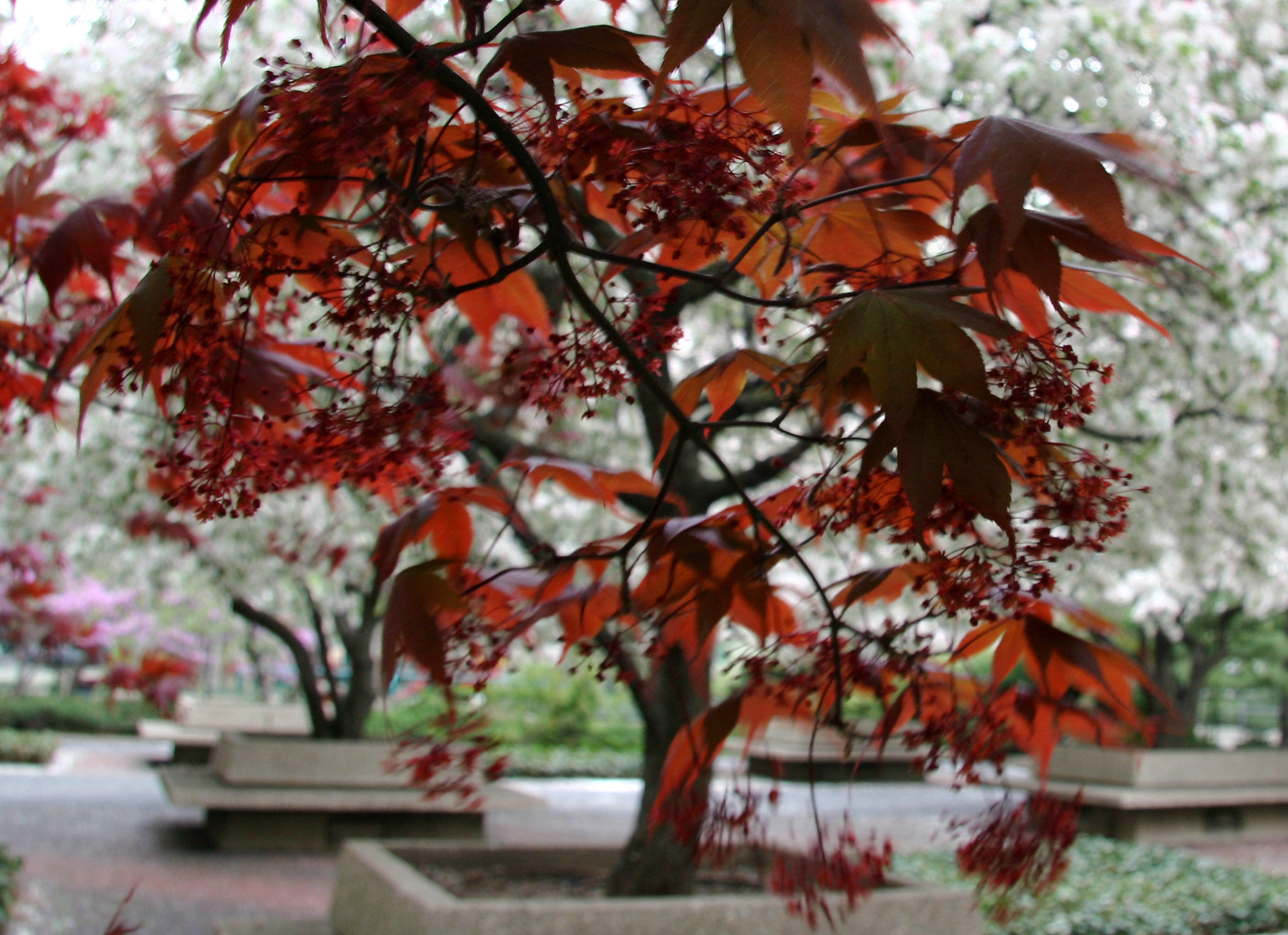 Japanese Red Leaf Maple & Crab Apple Trees in Bloom