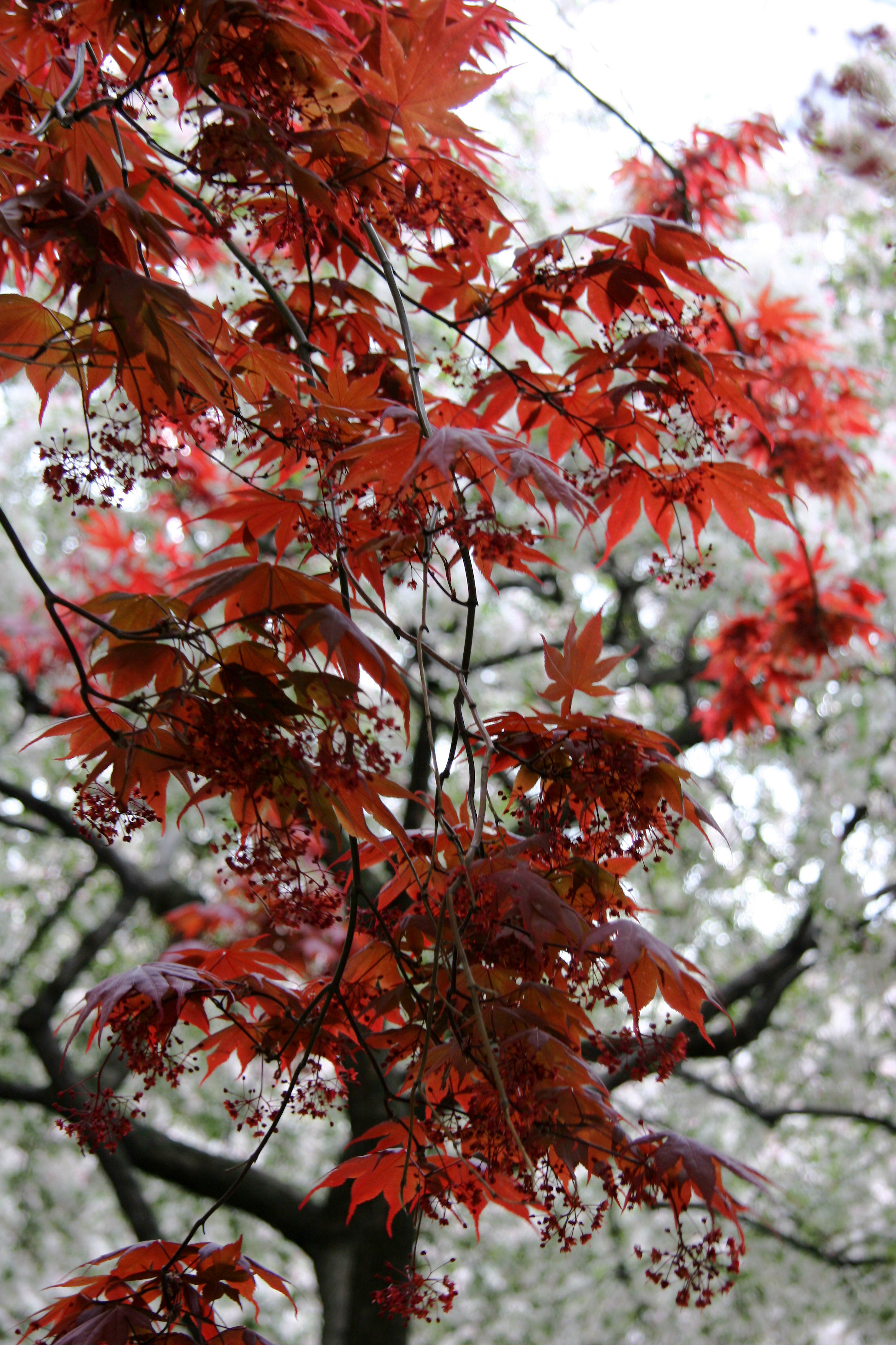 Japanese Red Leaf Maple & Crab Apple Trees in Bloom