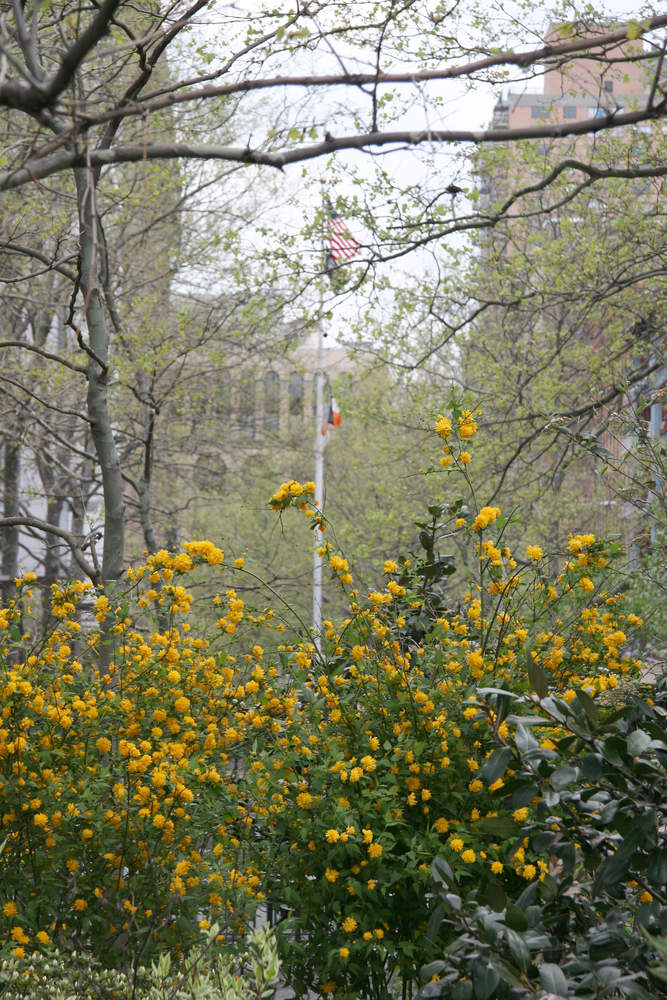 Playground Garden - Kerria Bushes in Bloom