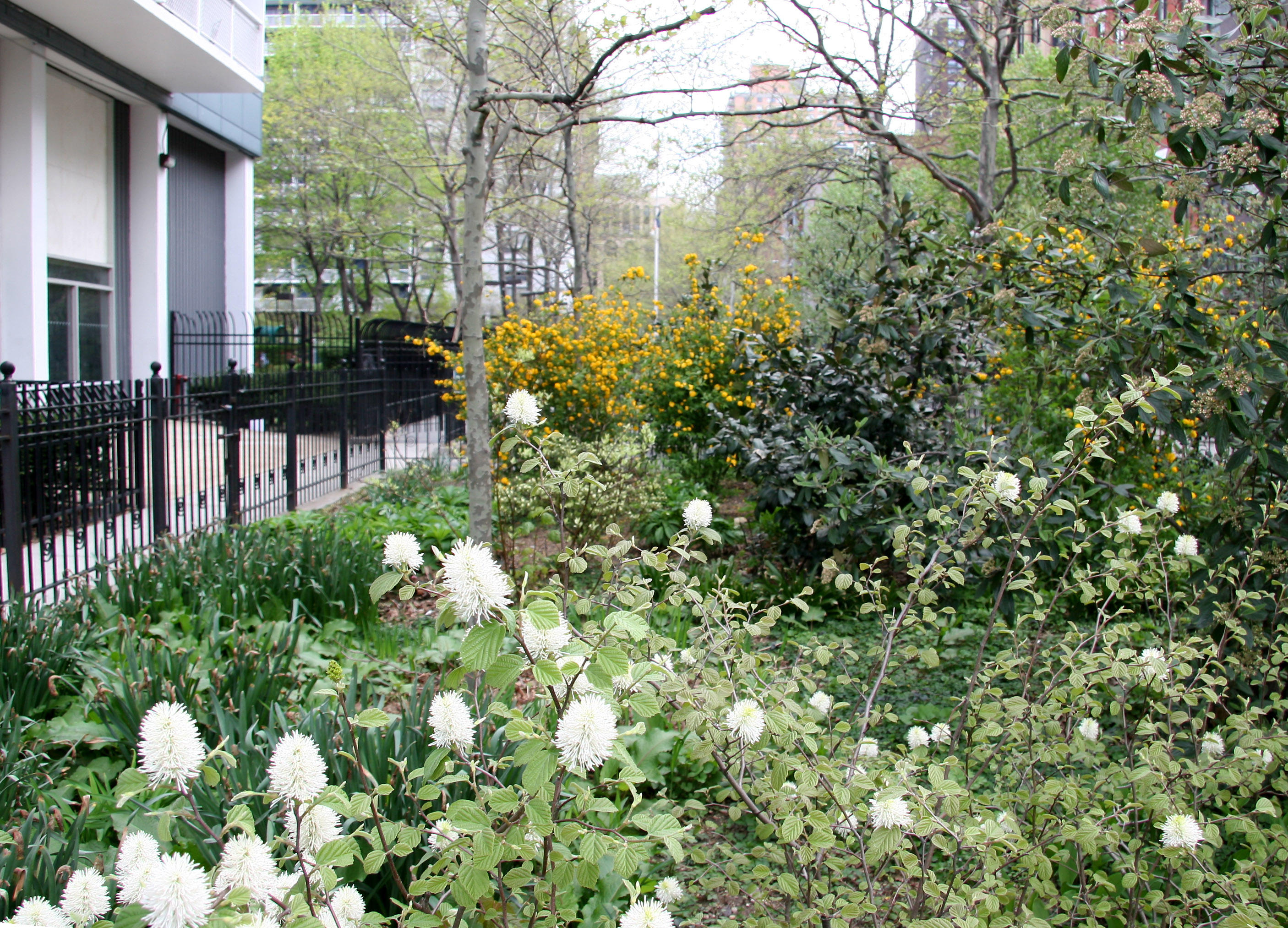 White Fothergilla & Yellow Kerria Bush Blossoms