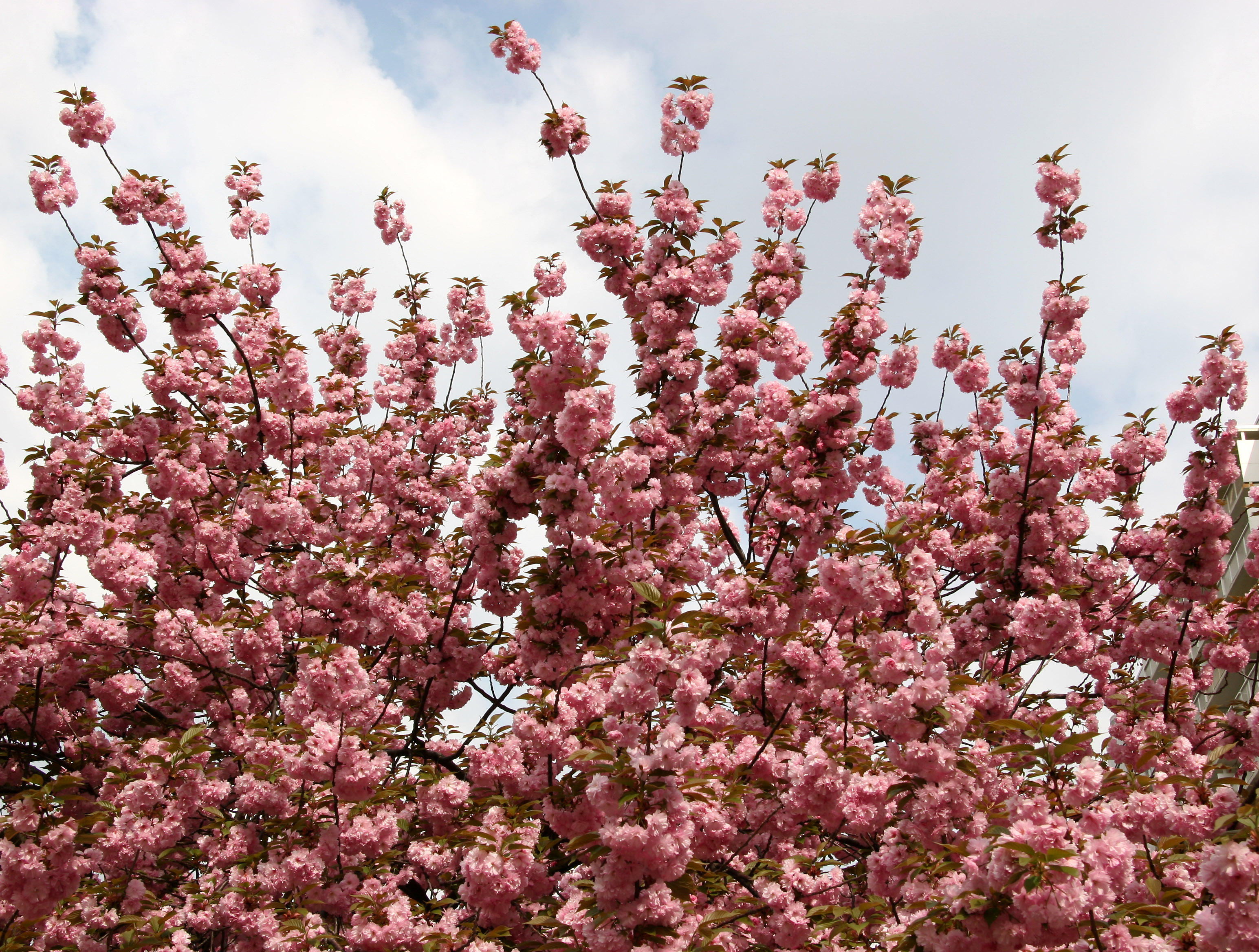 Cherry Tree Blossoms