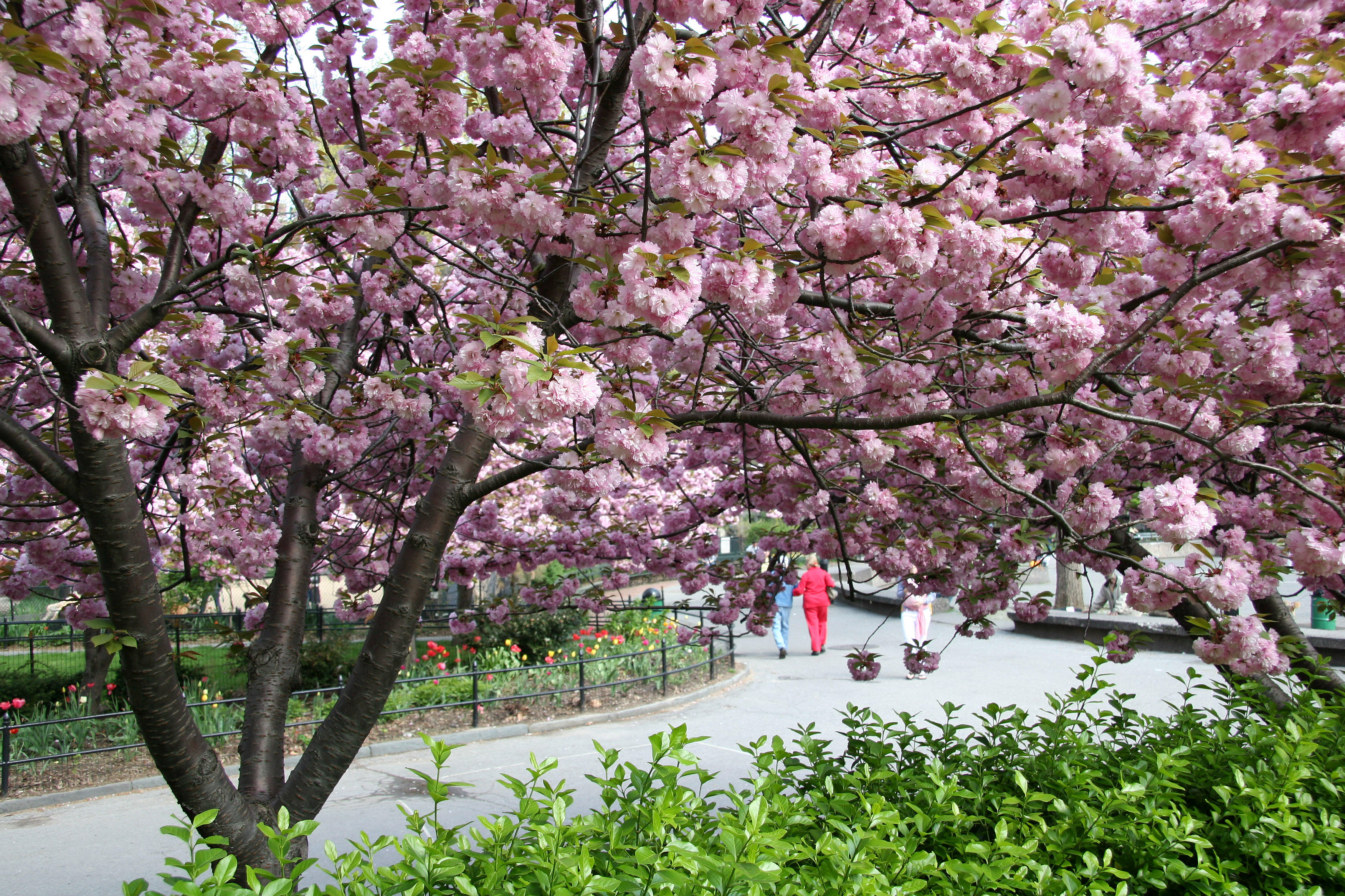 Park View - Cherry Tree Blossoms