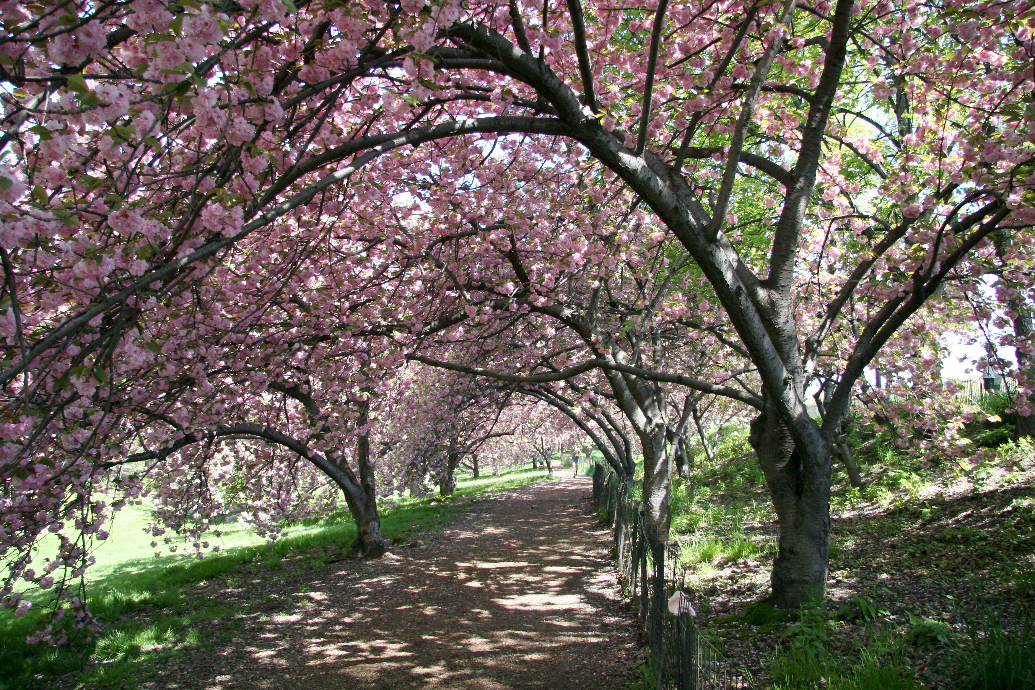 Cherry Tree Grove Path