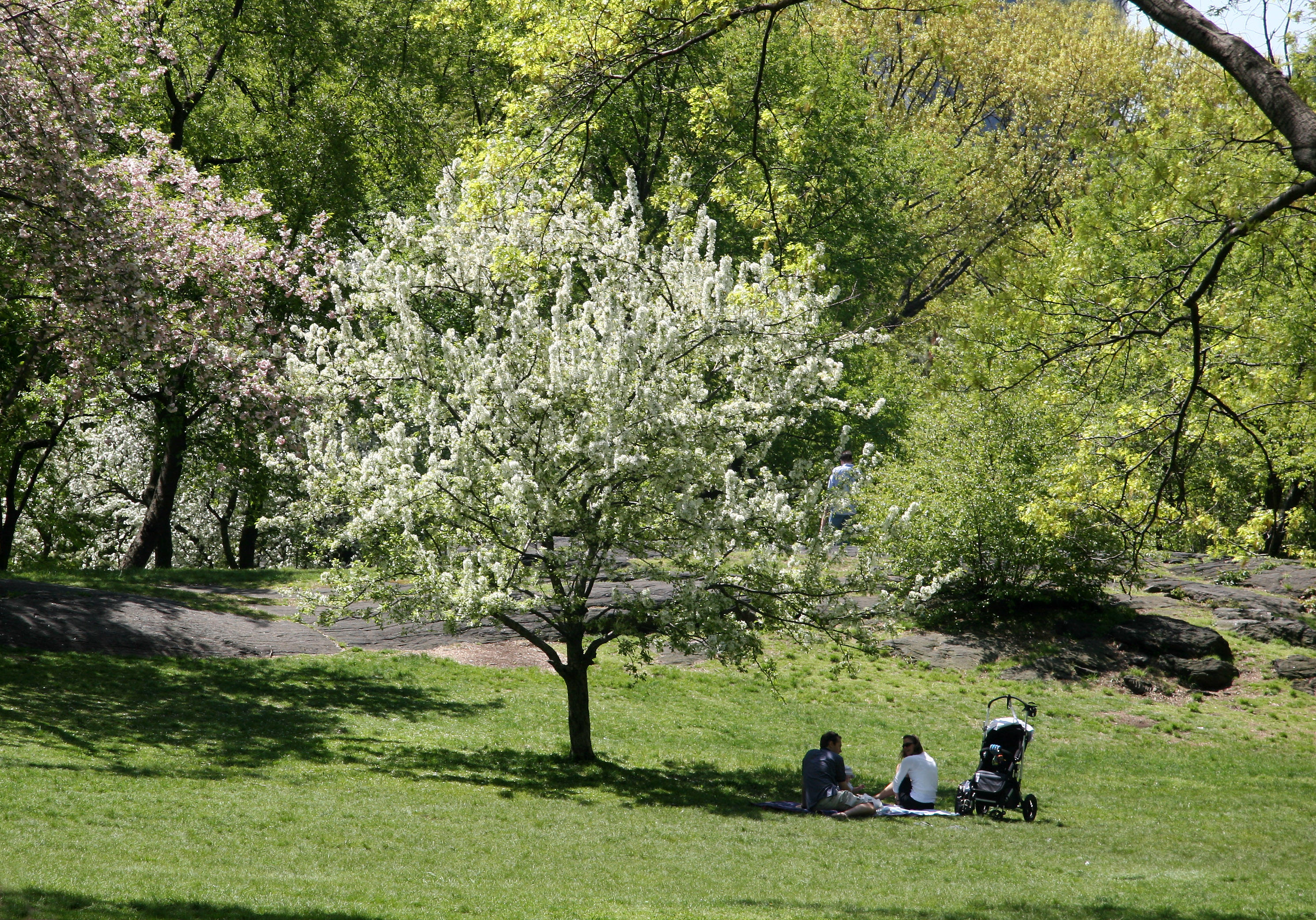 Family Outing near an Apple Tree in Bloom