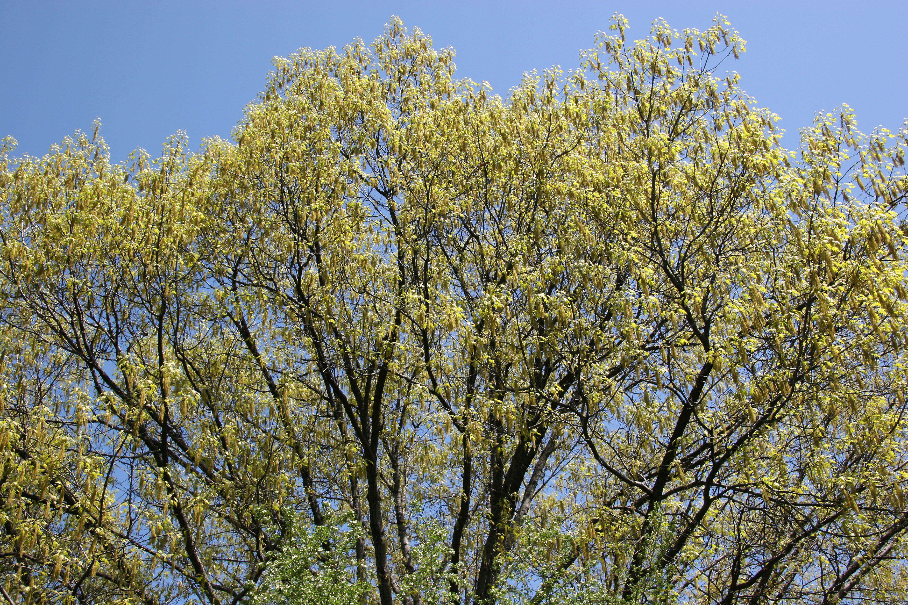 Oak Tree Top Foliage