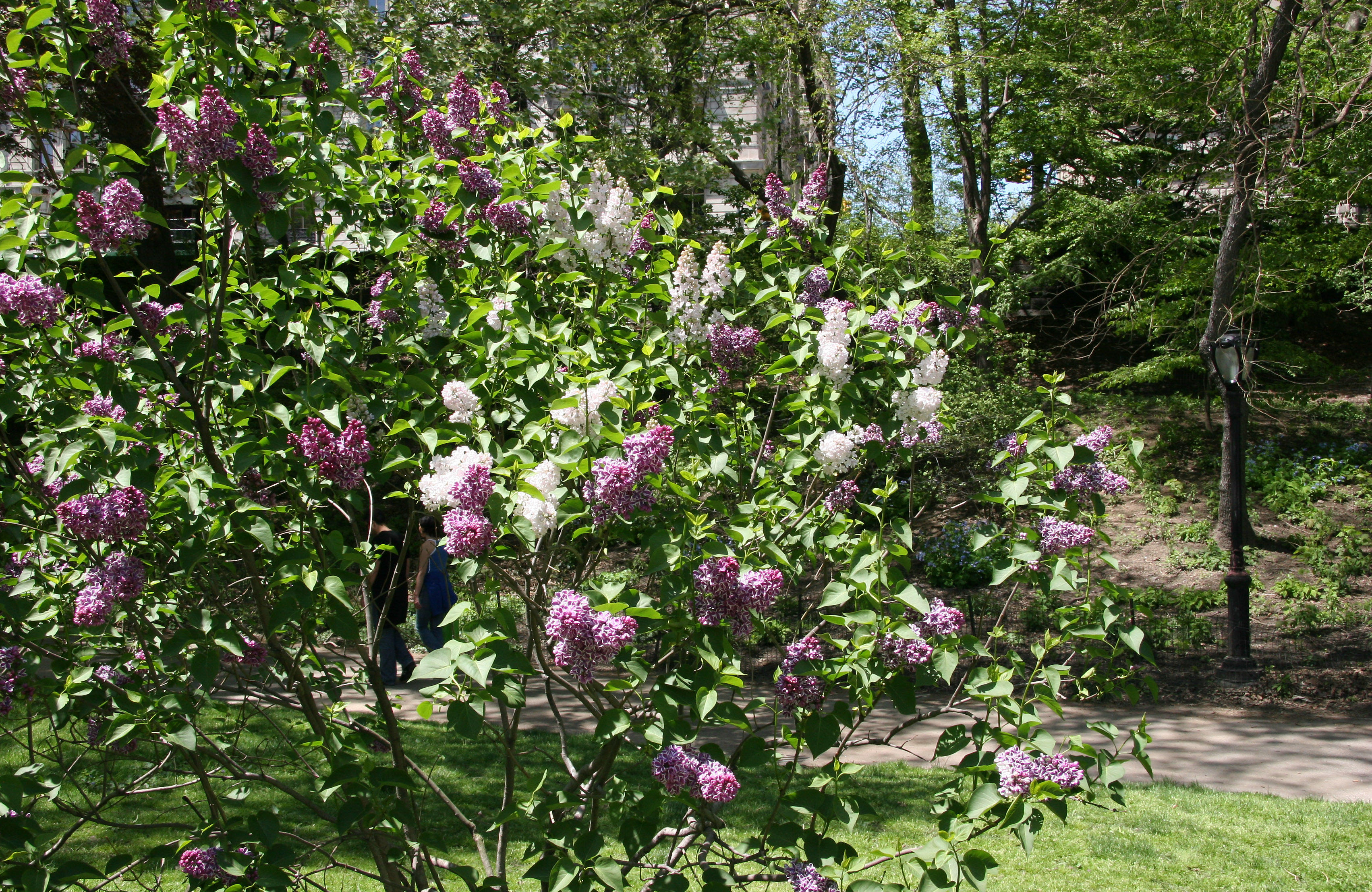 Lilacs