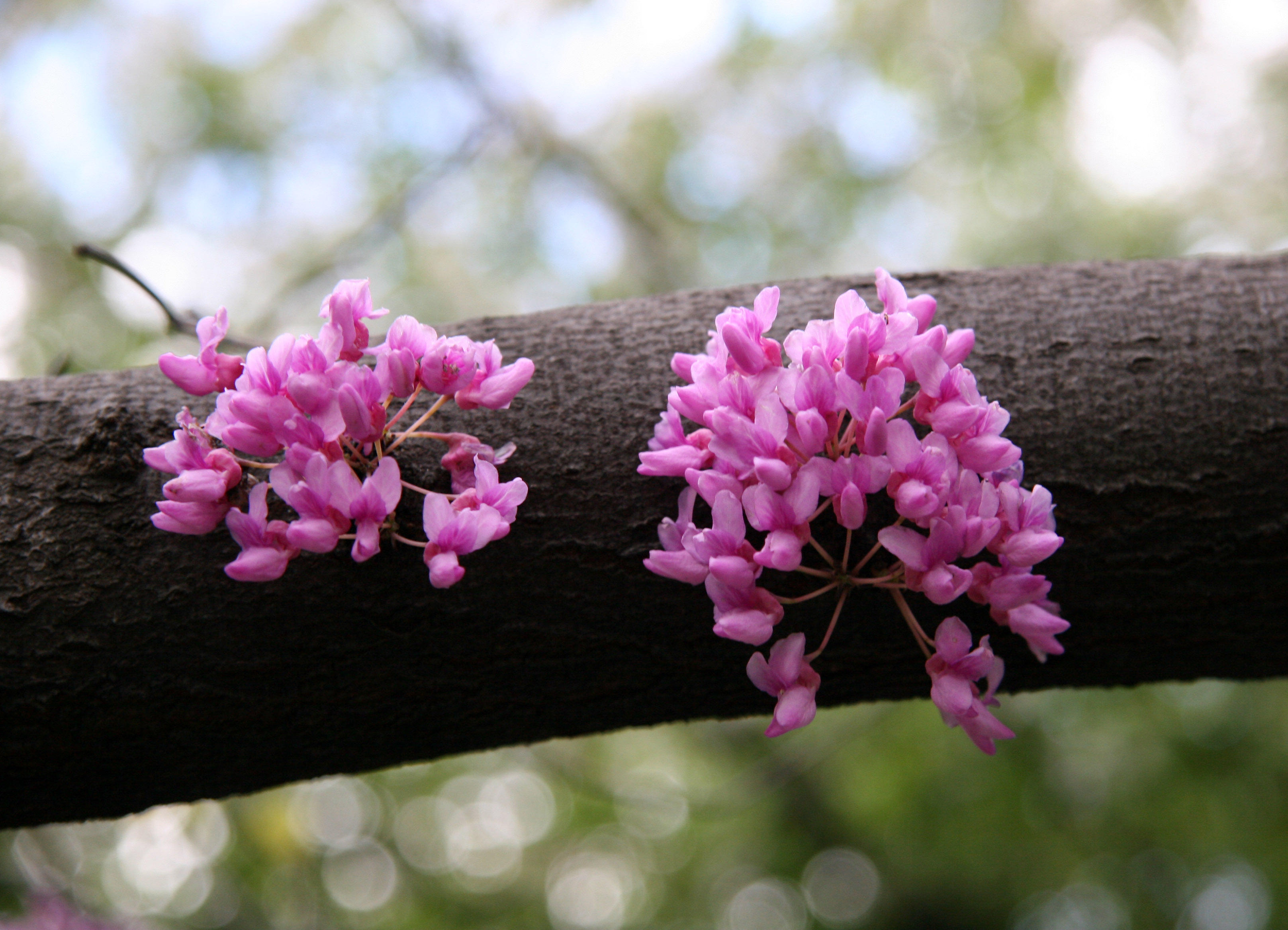 Cercis Tree Blossoms