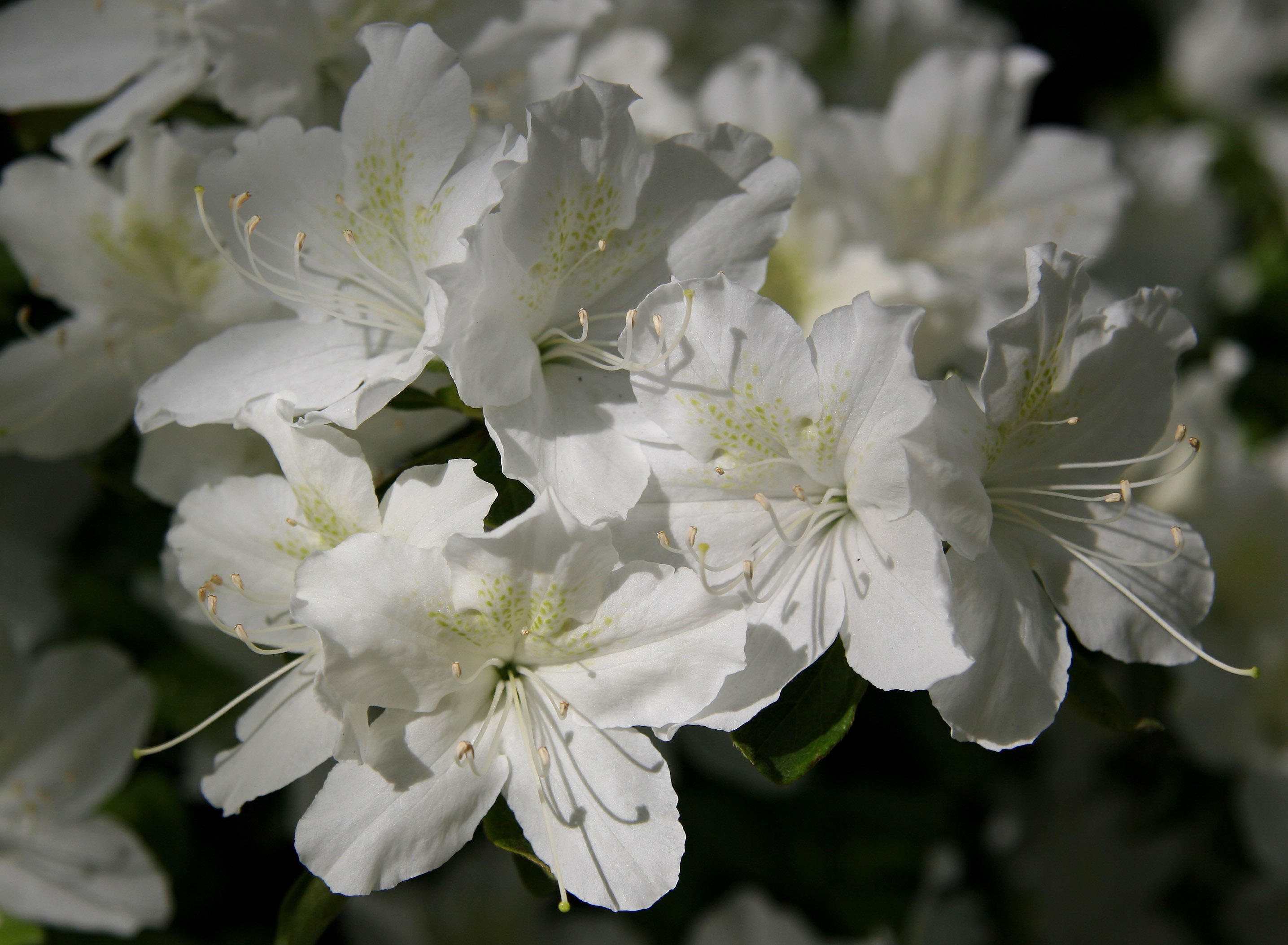 Azaleas