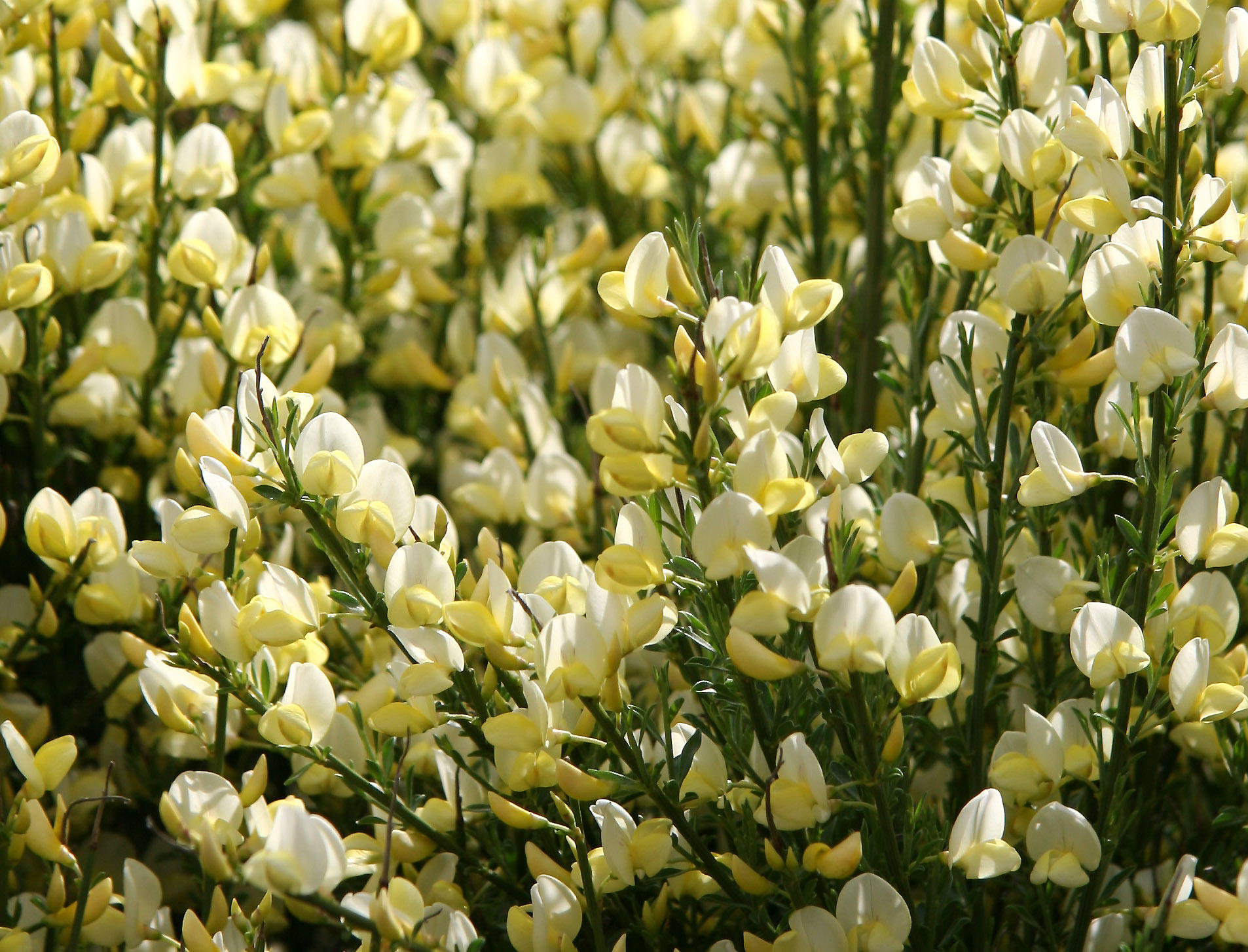 Scotch Broom