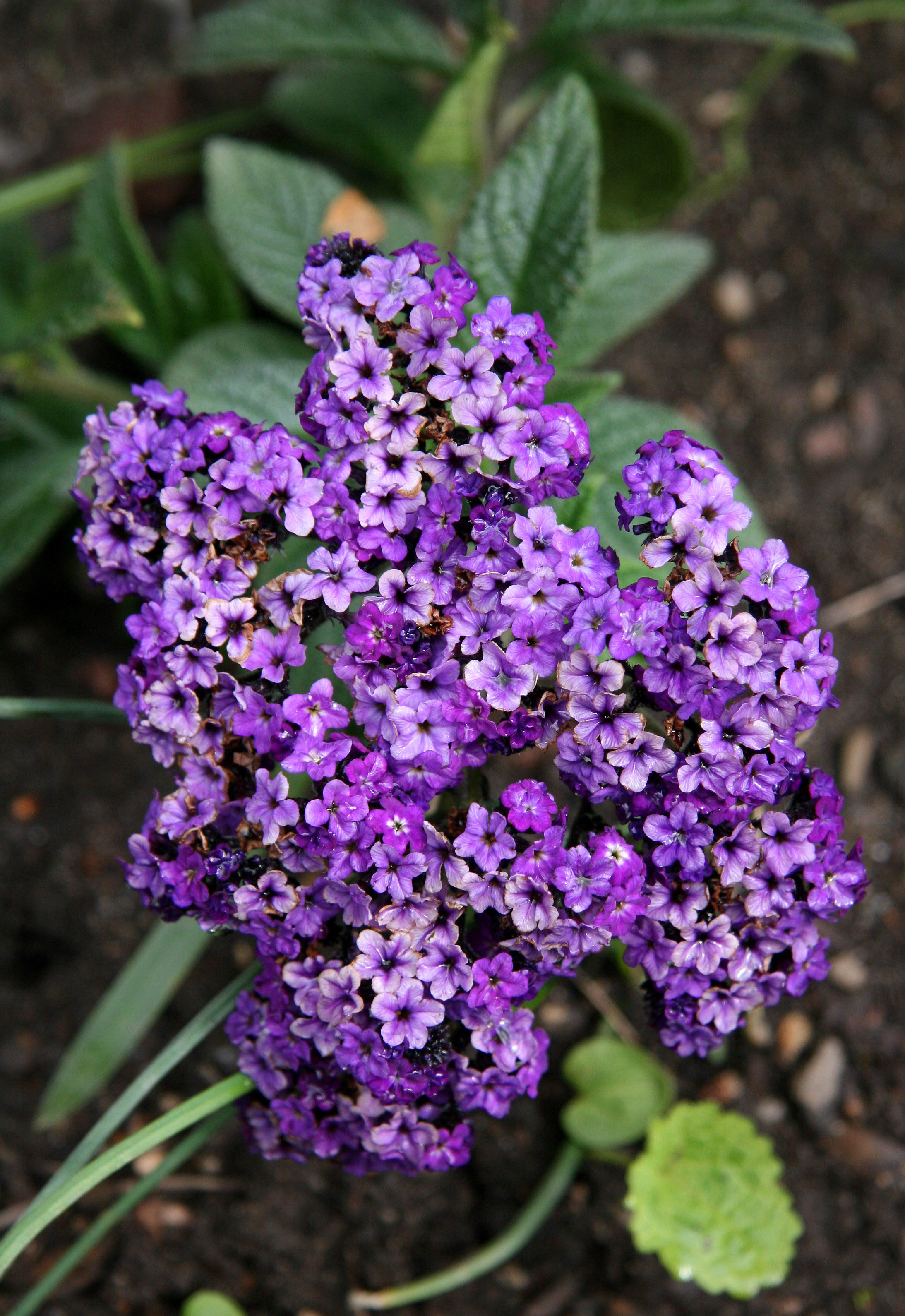 Heliotrope