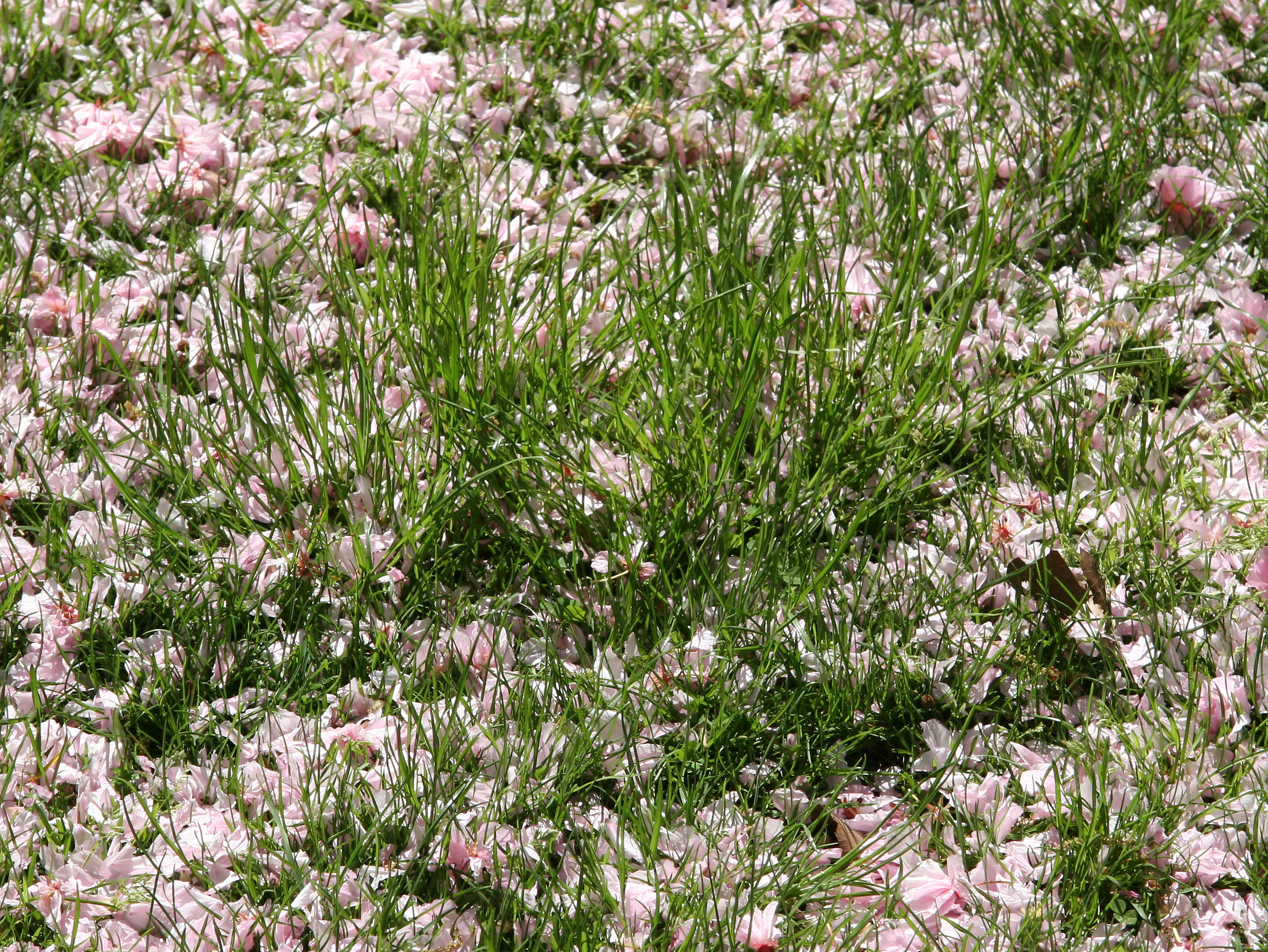 Fallen Cherry Blossoms on Spring Grass