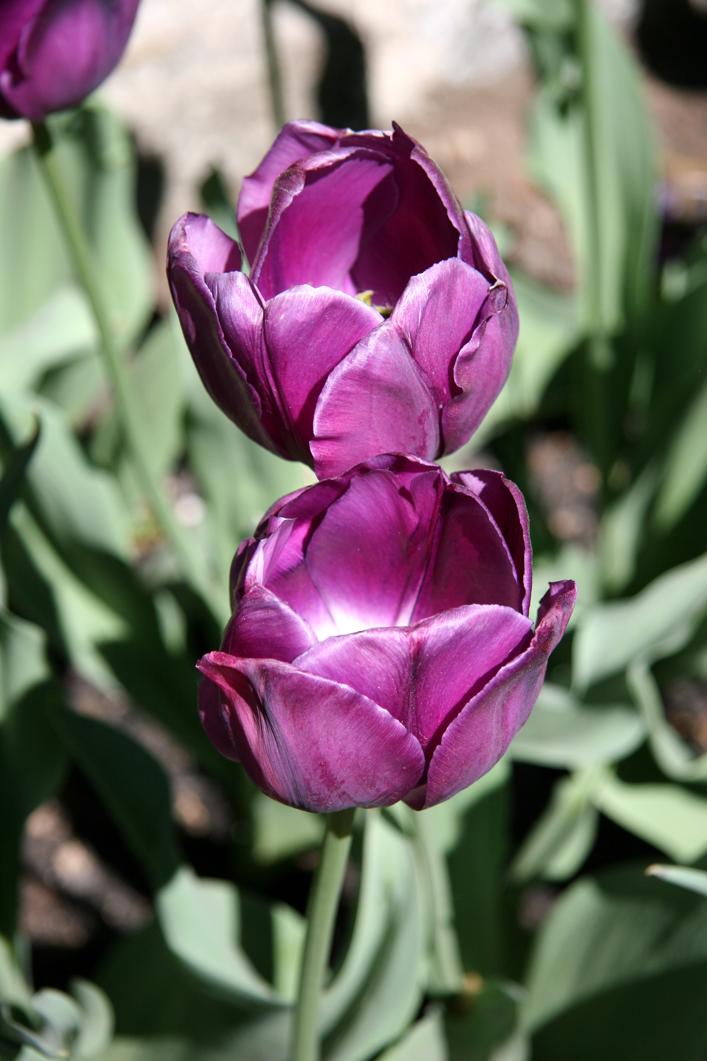 NYU Admissions Center - Tulips