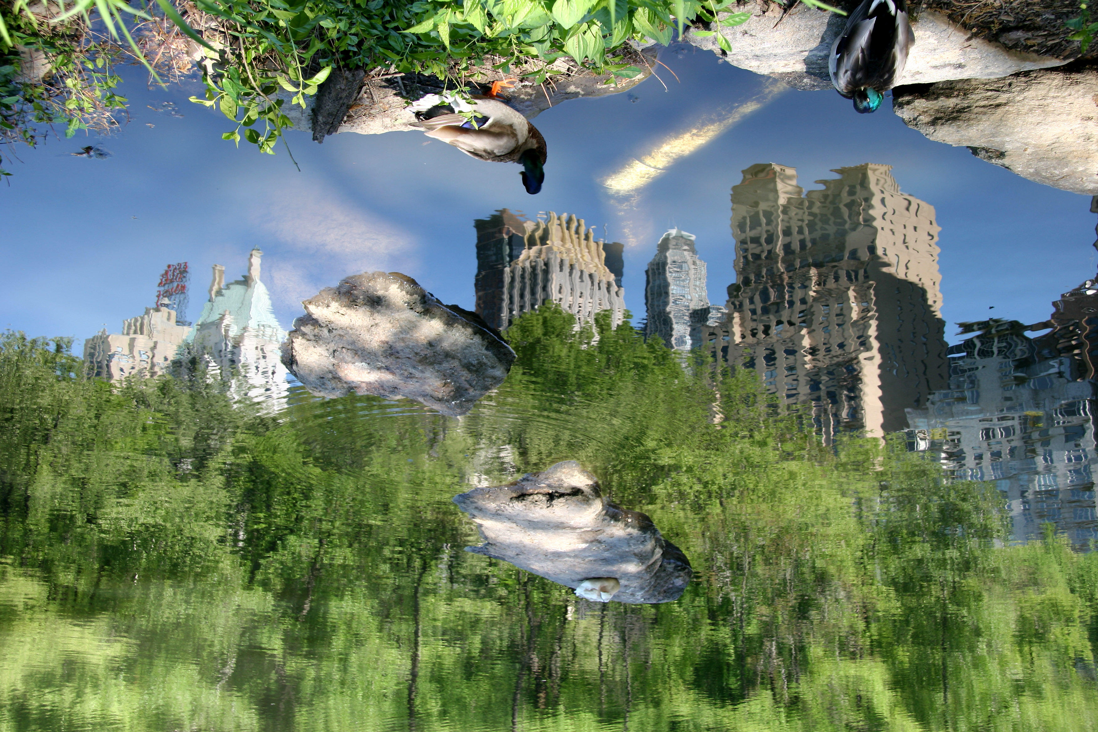 Central Park South Skyline in the Duck Pond