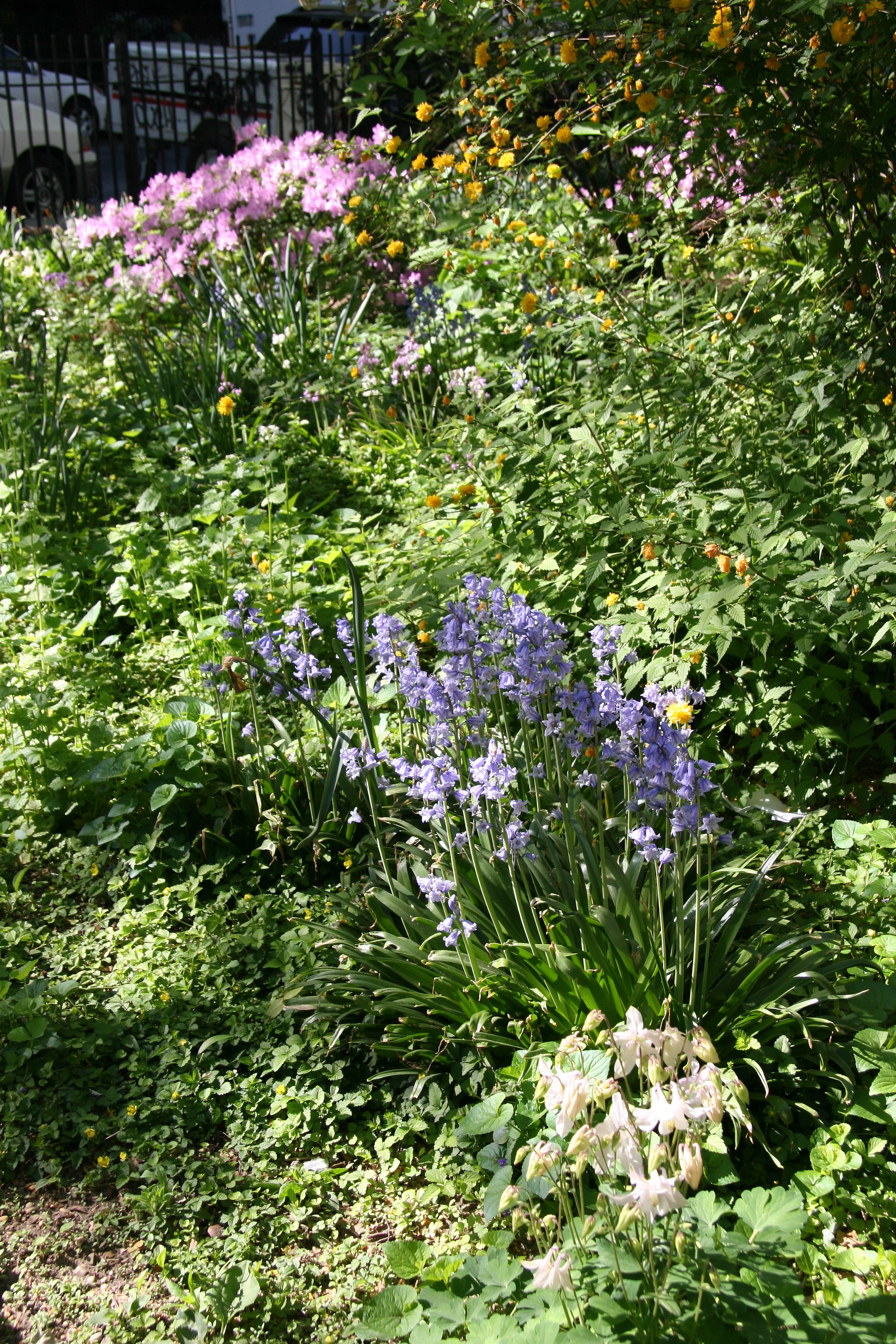 Garden View - Columbine, Bluebells, Azaleas...