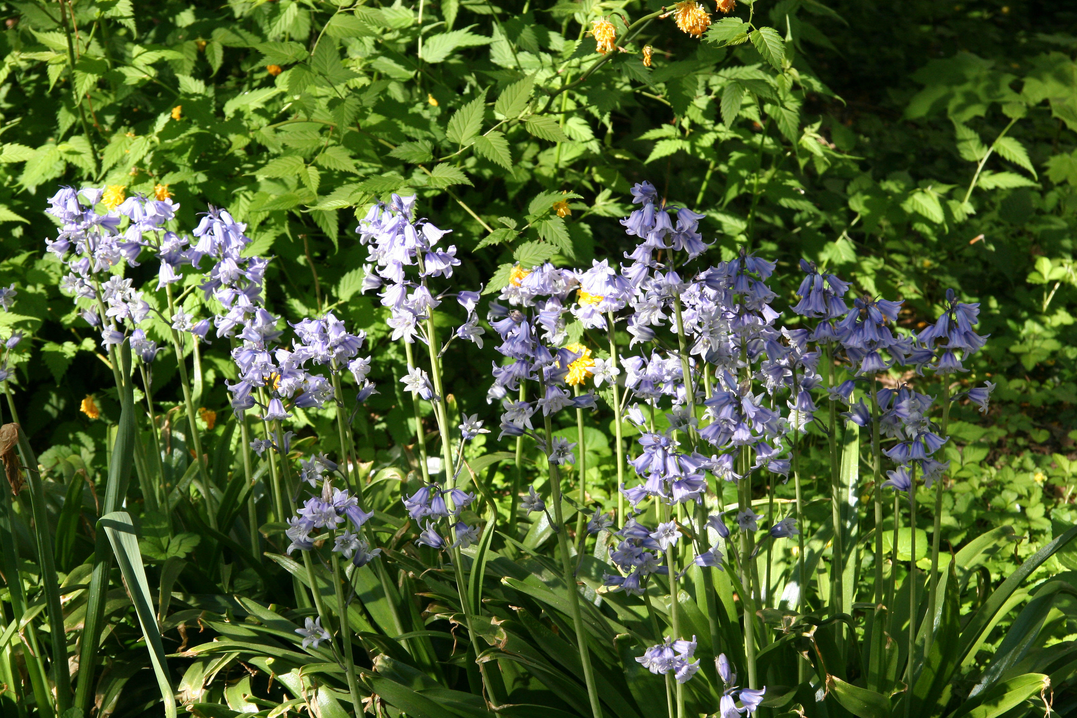 Bluebells