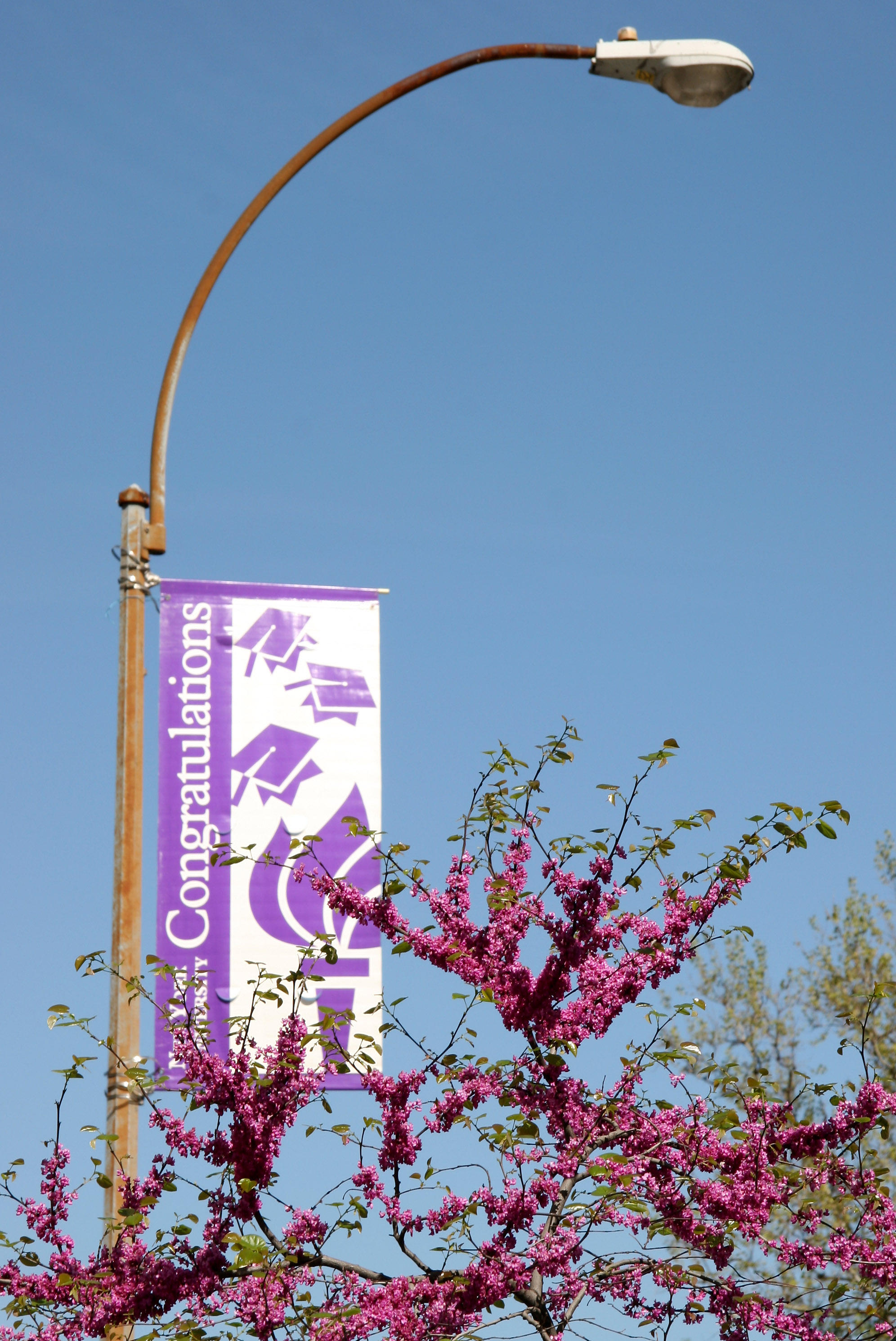 NYU Graduation Banner & Cercis Tree Blossoms