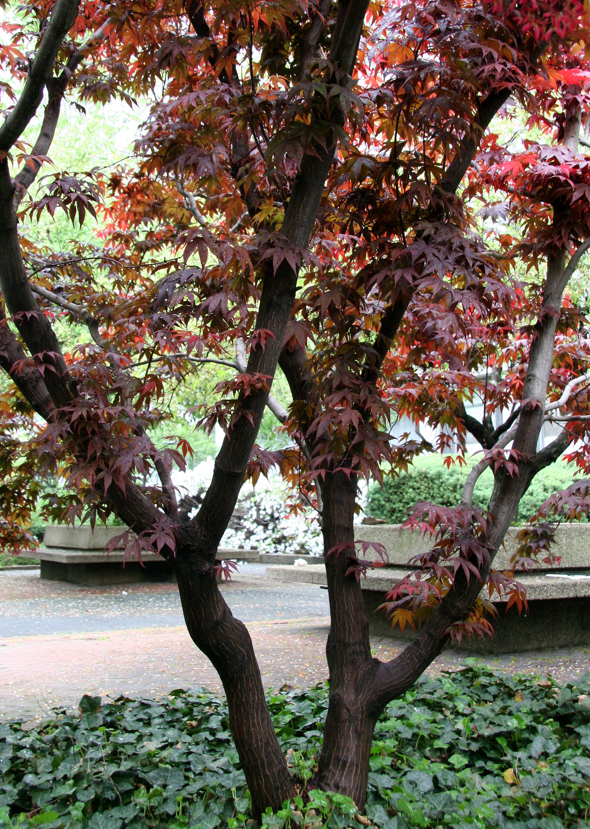 Japanese Red Leaf Maple