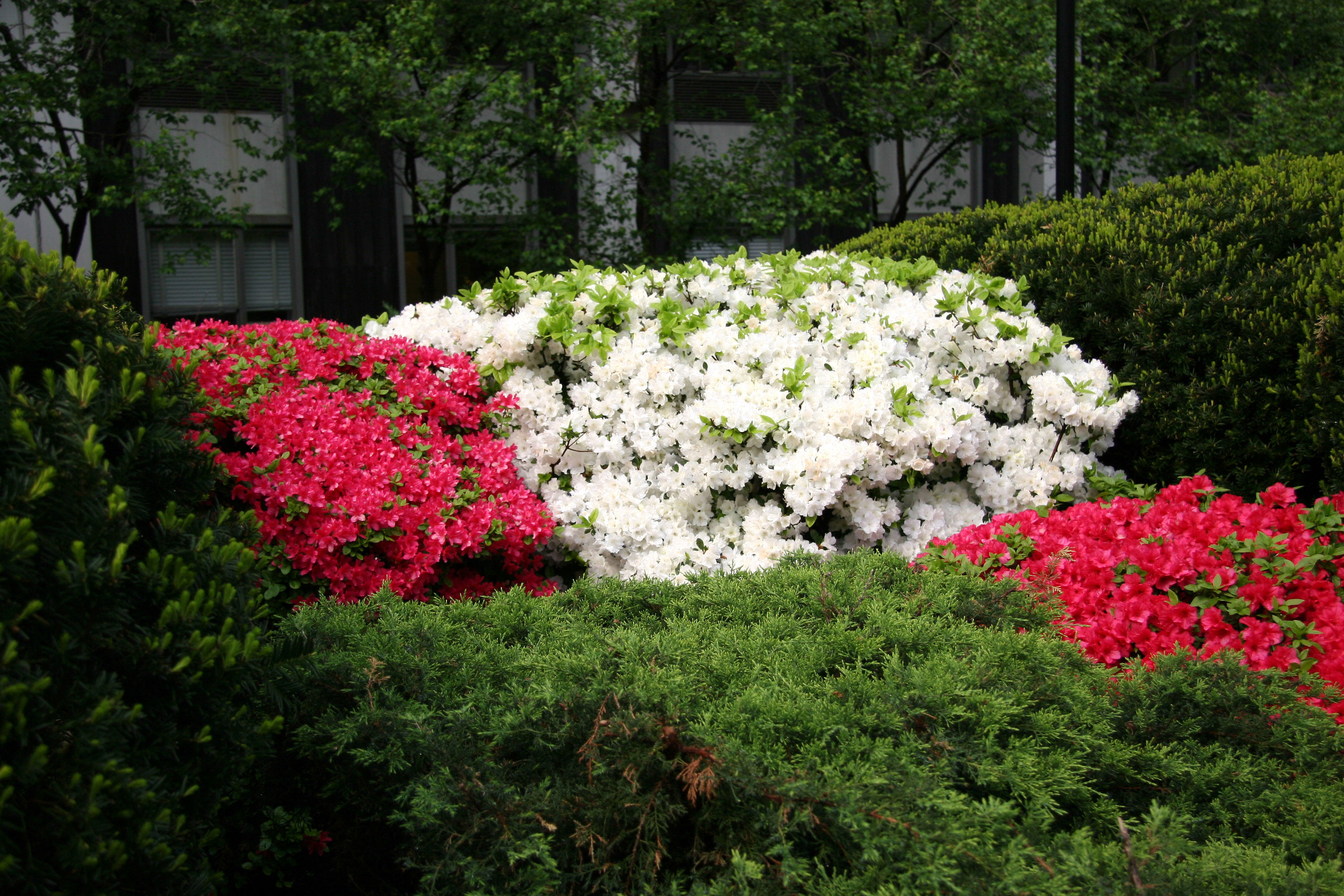 Azaleas