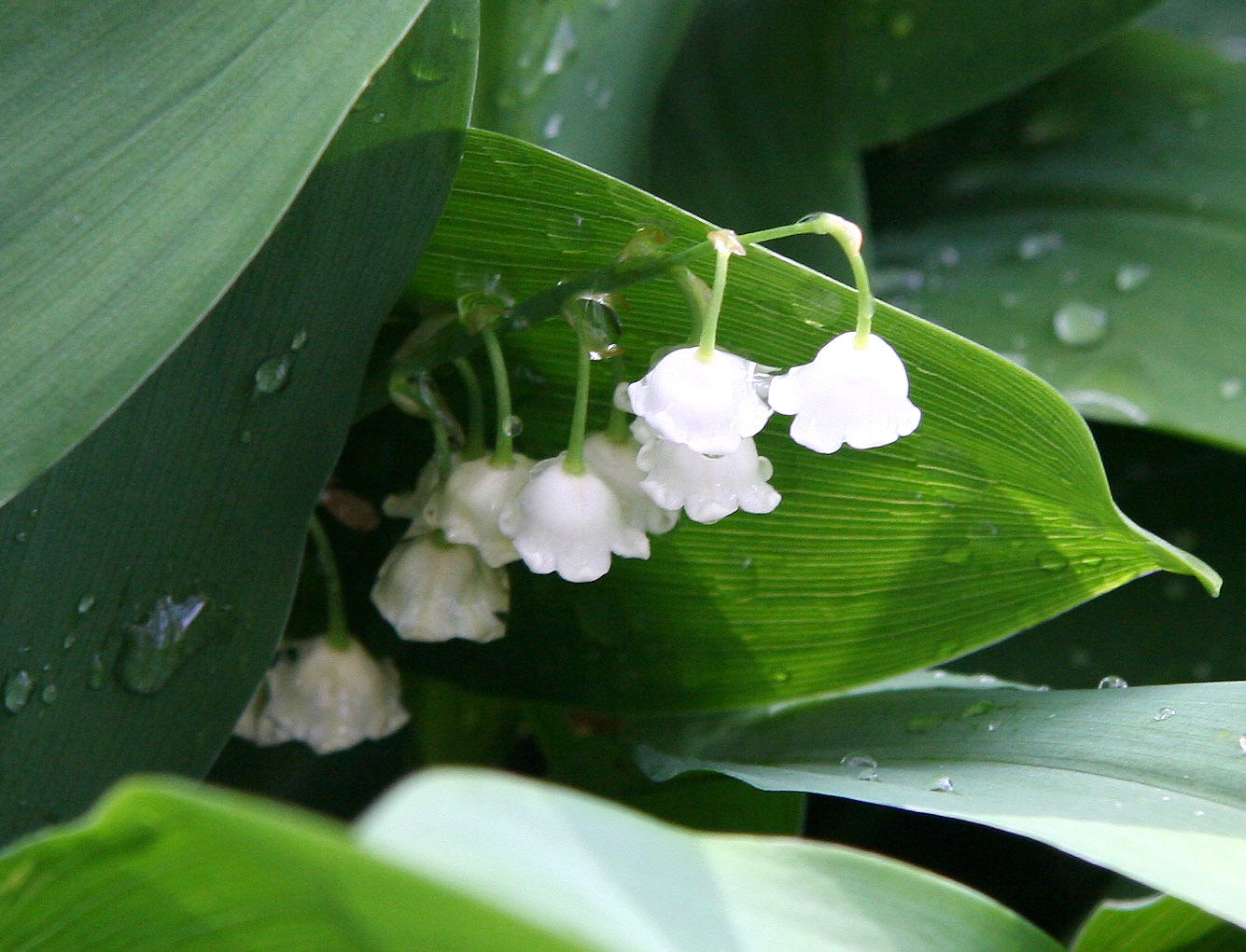 Lily of the Valley