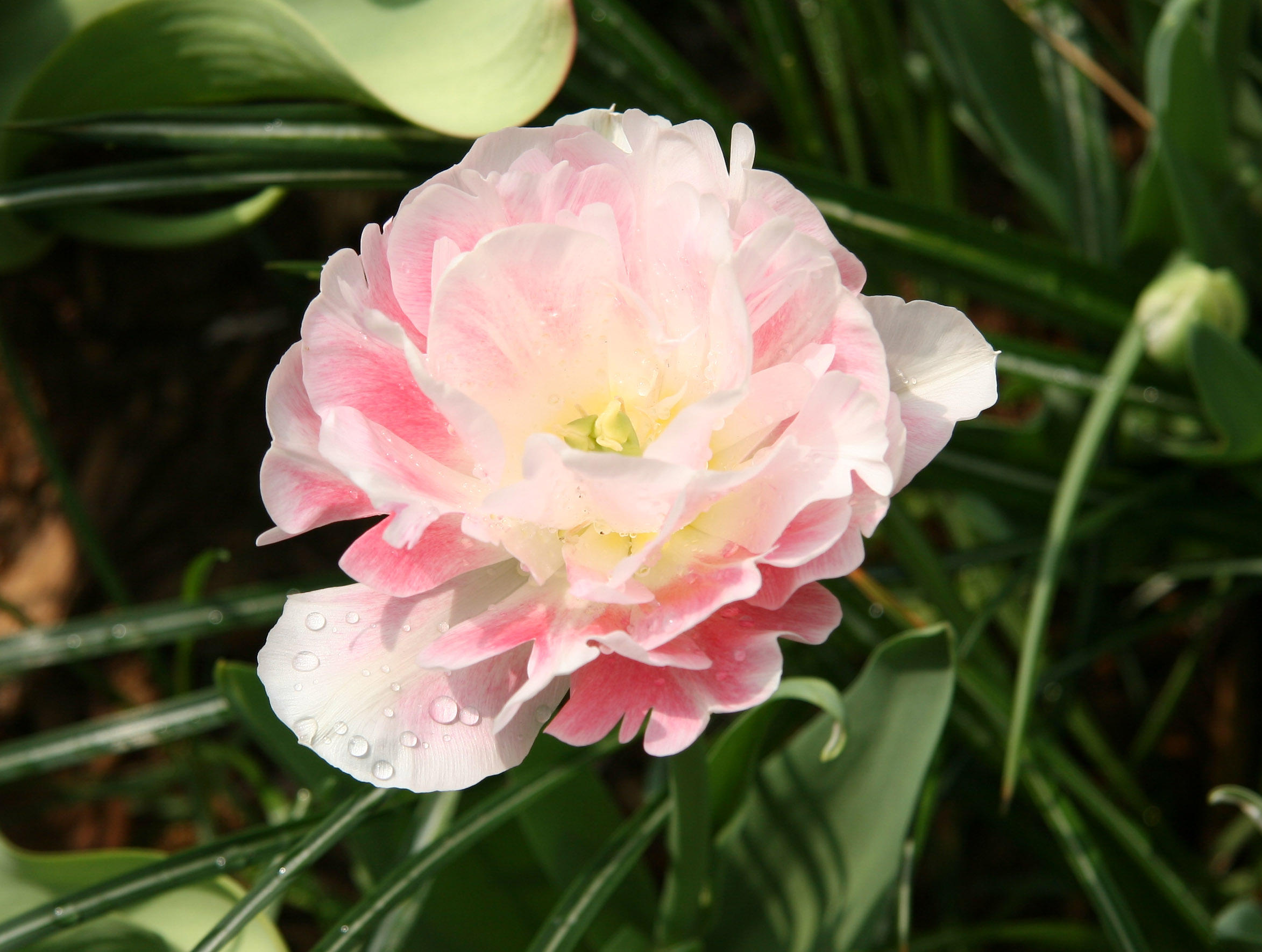 Pink Tulip