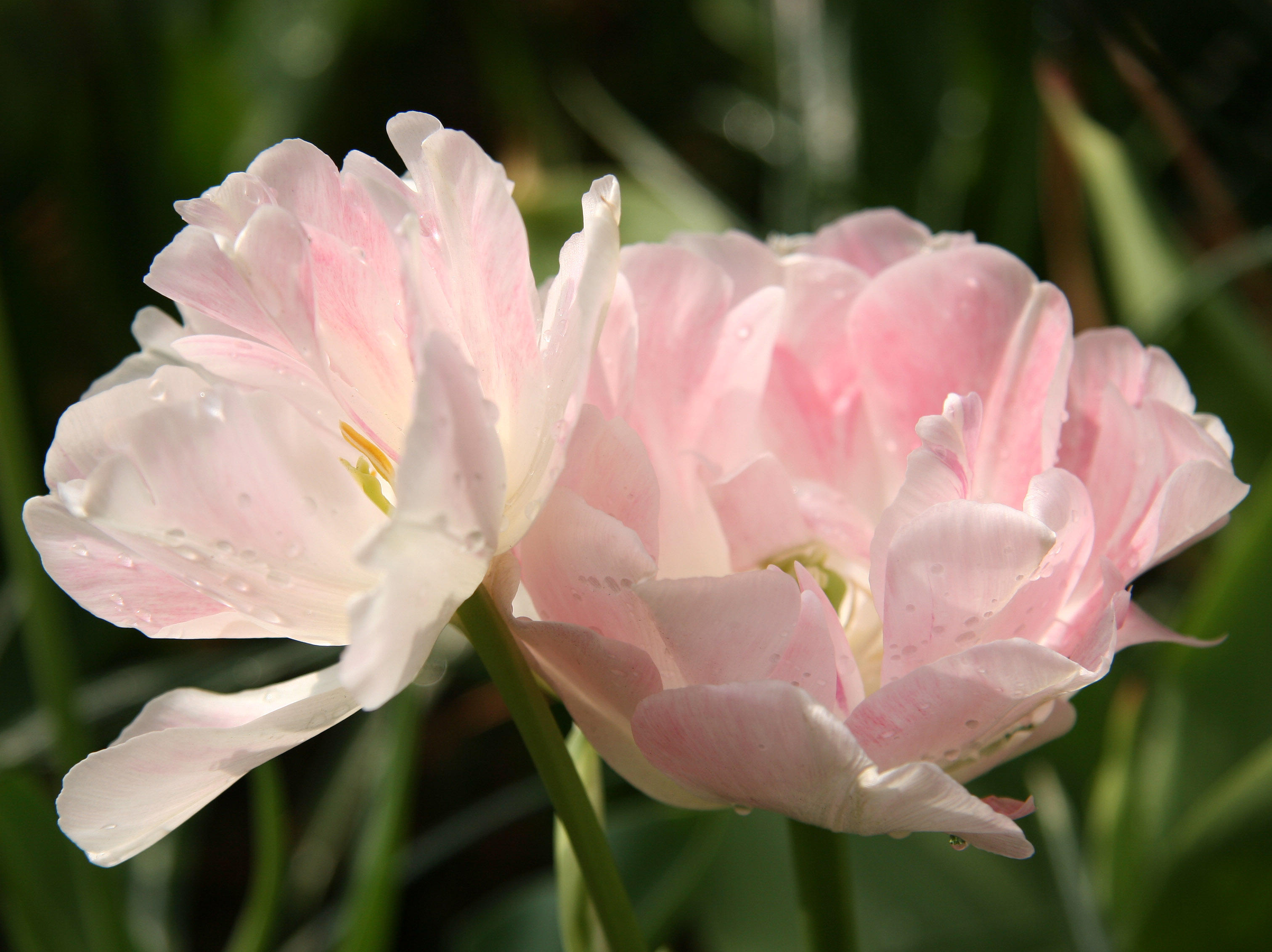 Pink Tulips