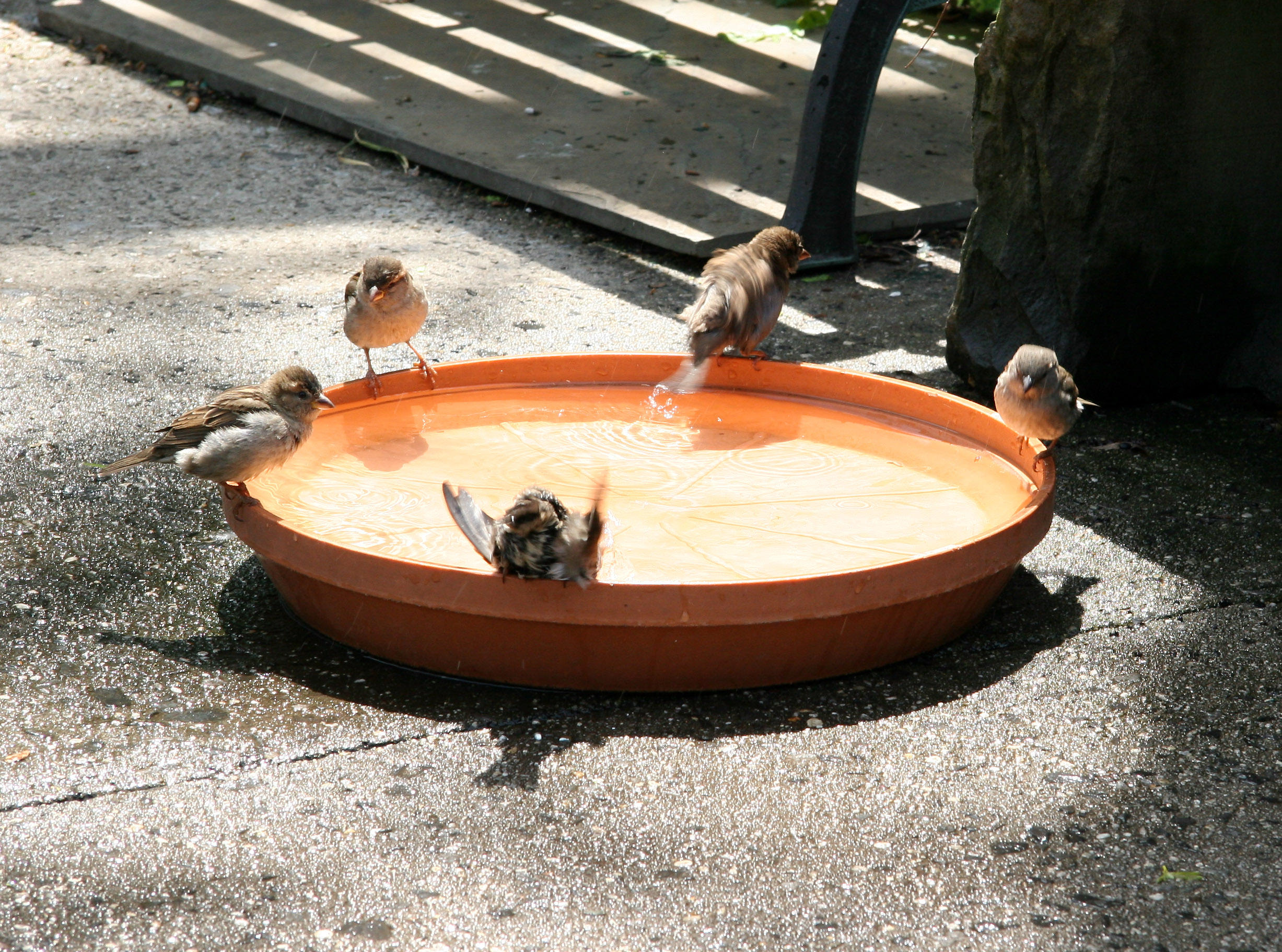 Bird Bath