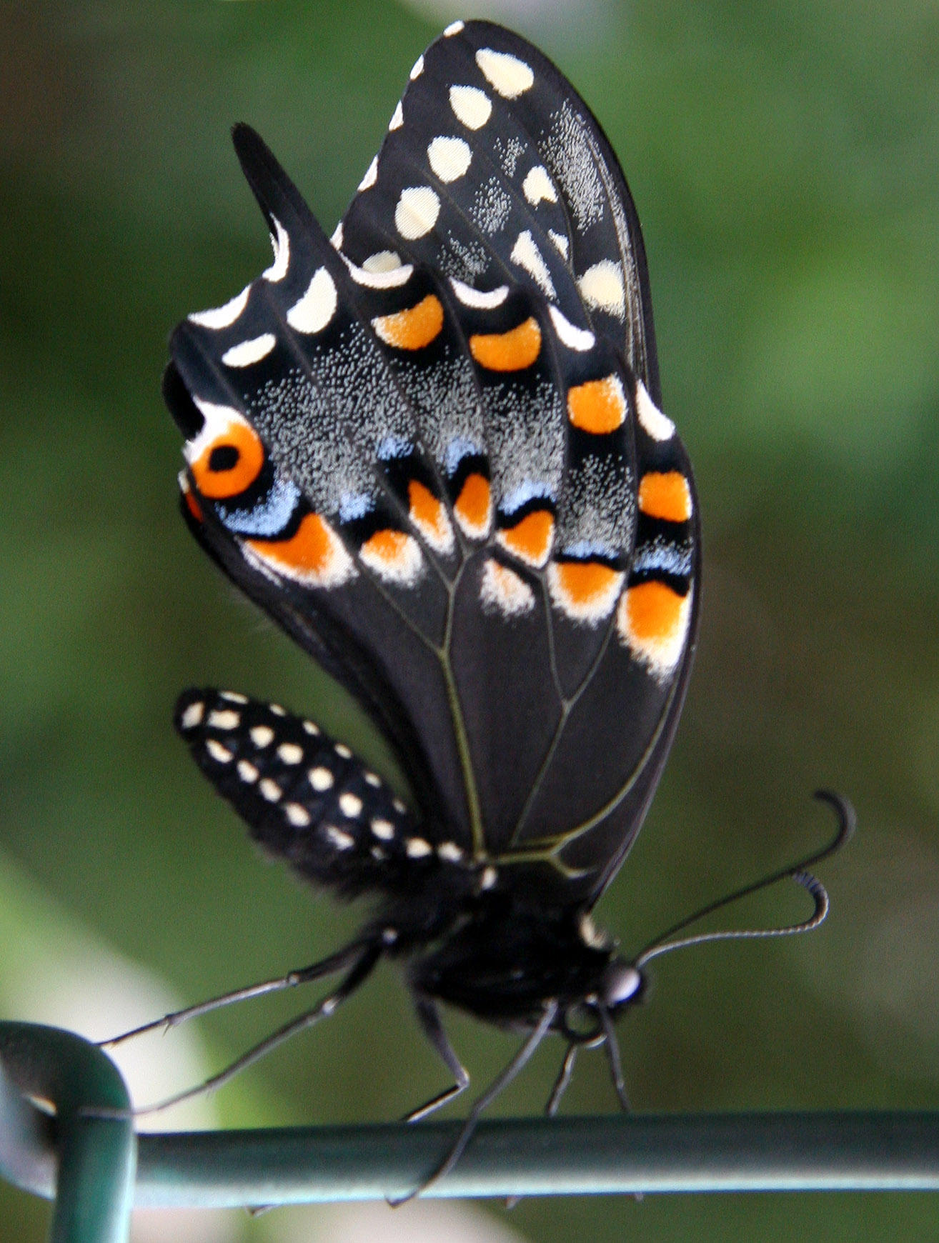 Young Swallowtail Butterfly on a Chainlink Fence