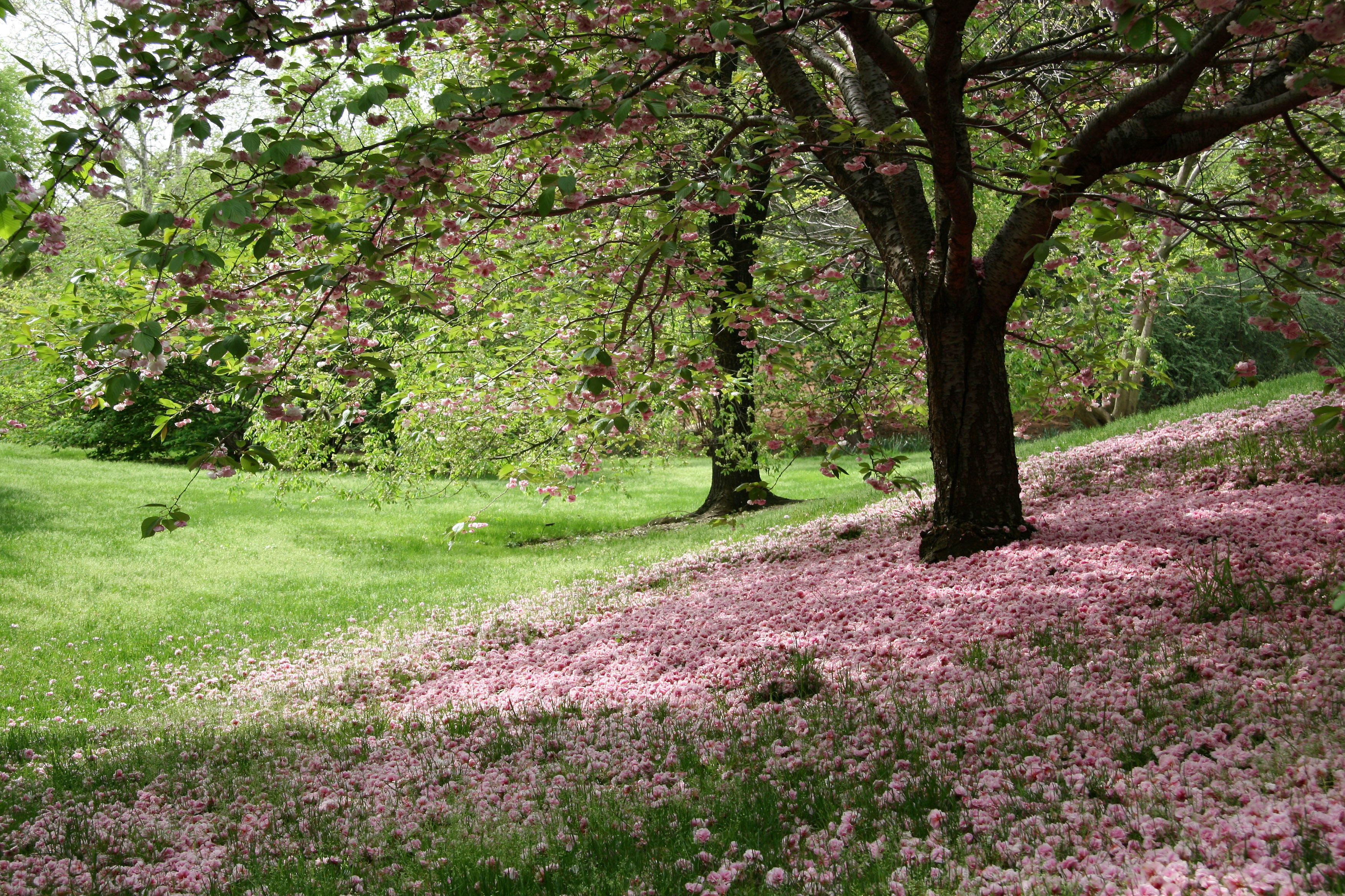 Cherry Tree Blossoms