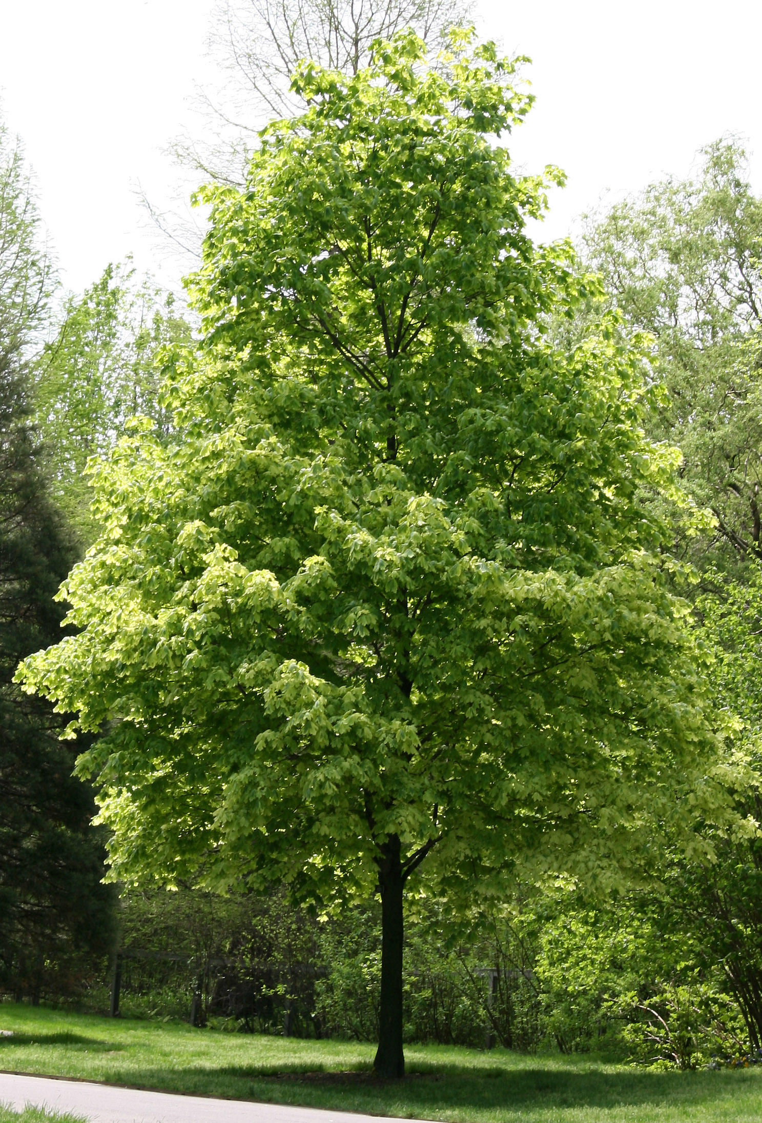 Maple