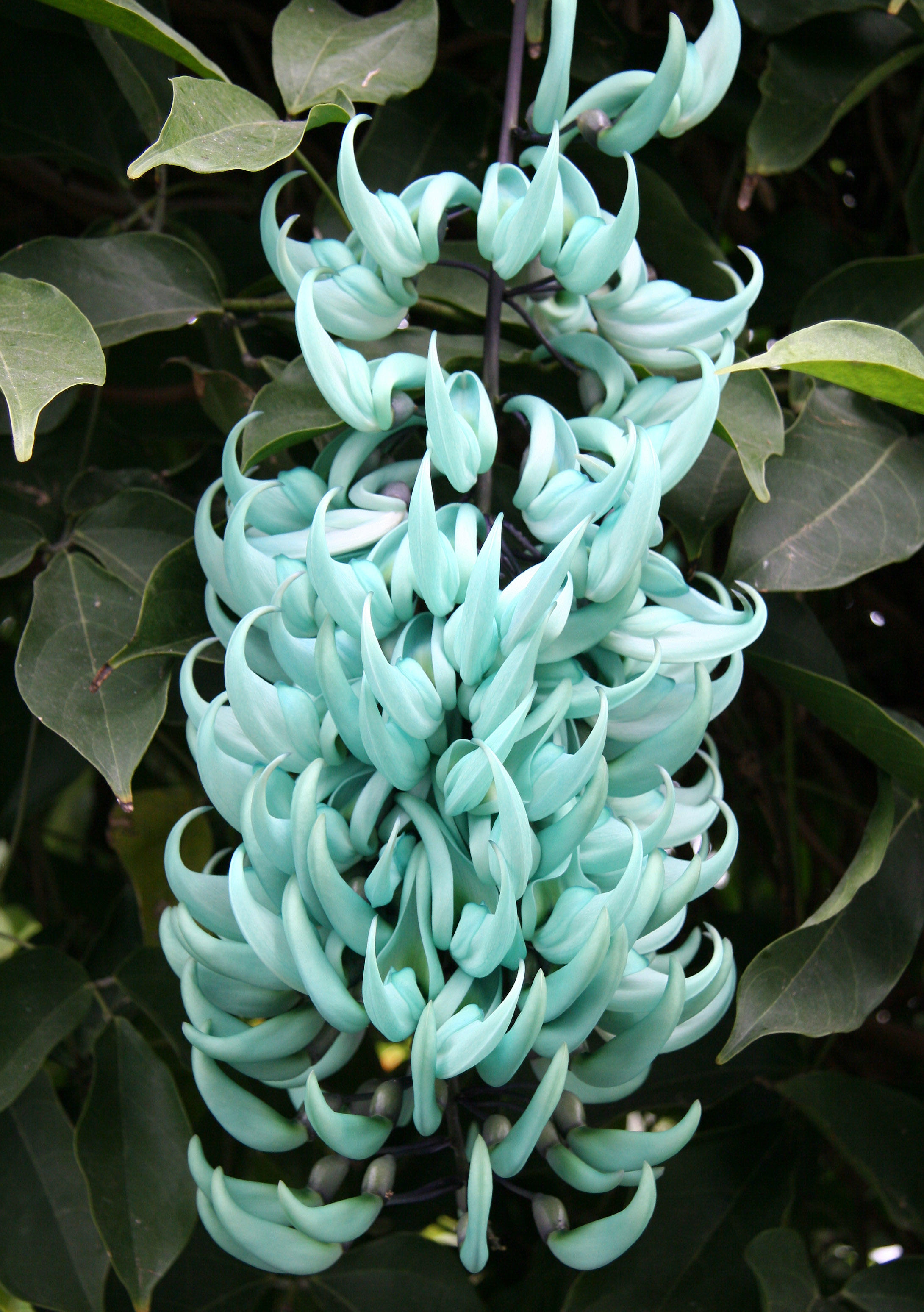 Jade Vine