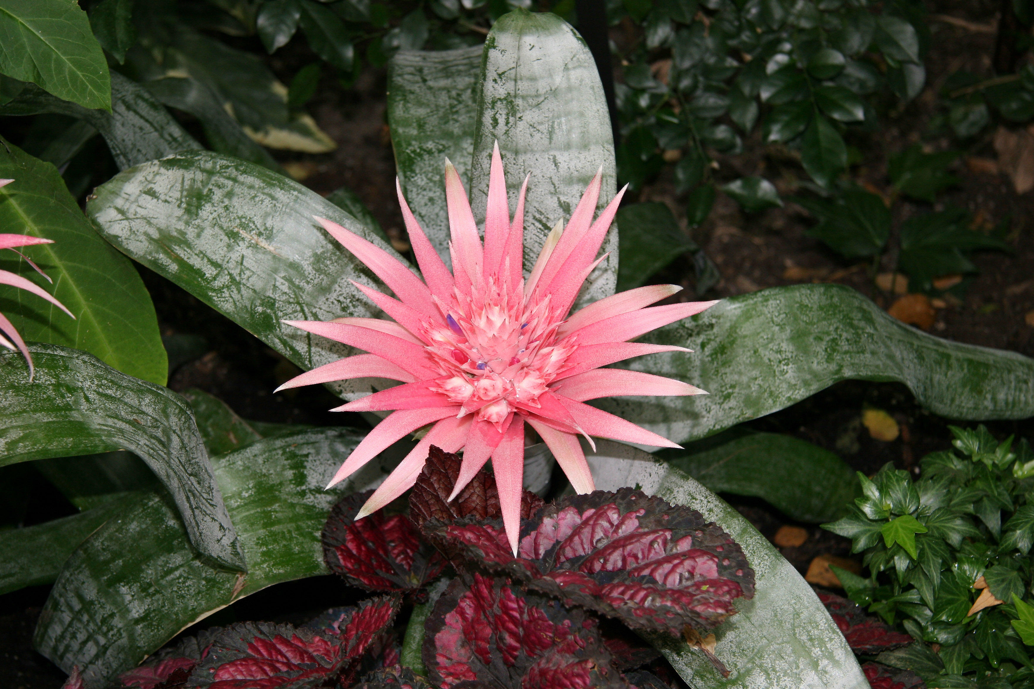 Bromeliad - Caribbean Garden Show