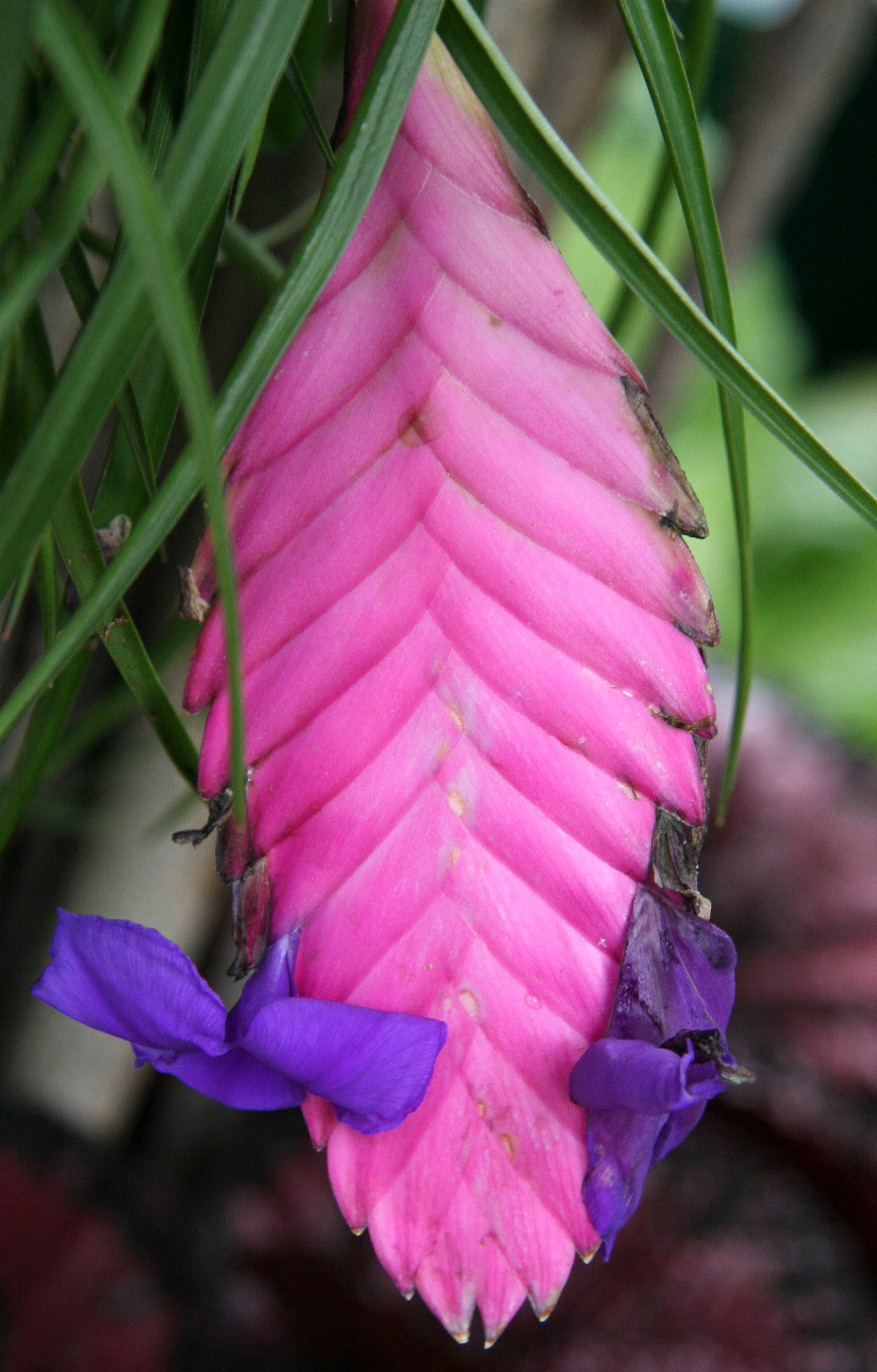Tsilandia - Caribbean Garden Show