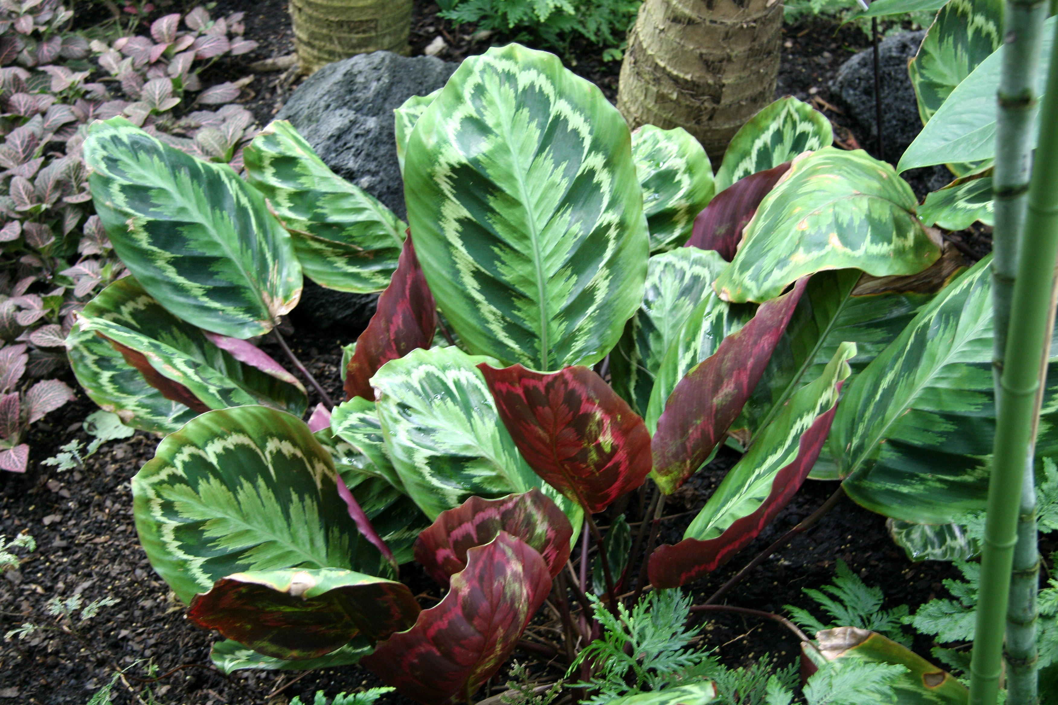 Calatea - Caribbean Garden Show