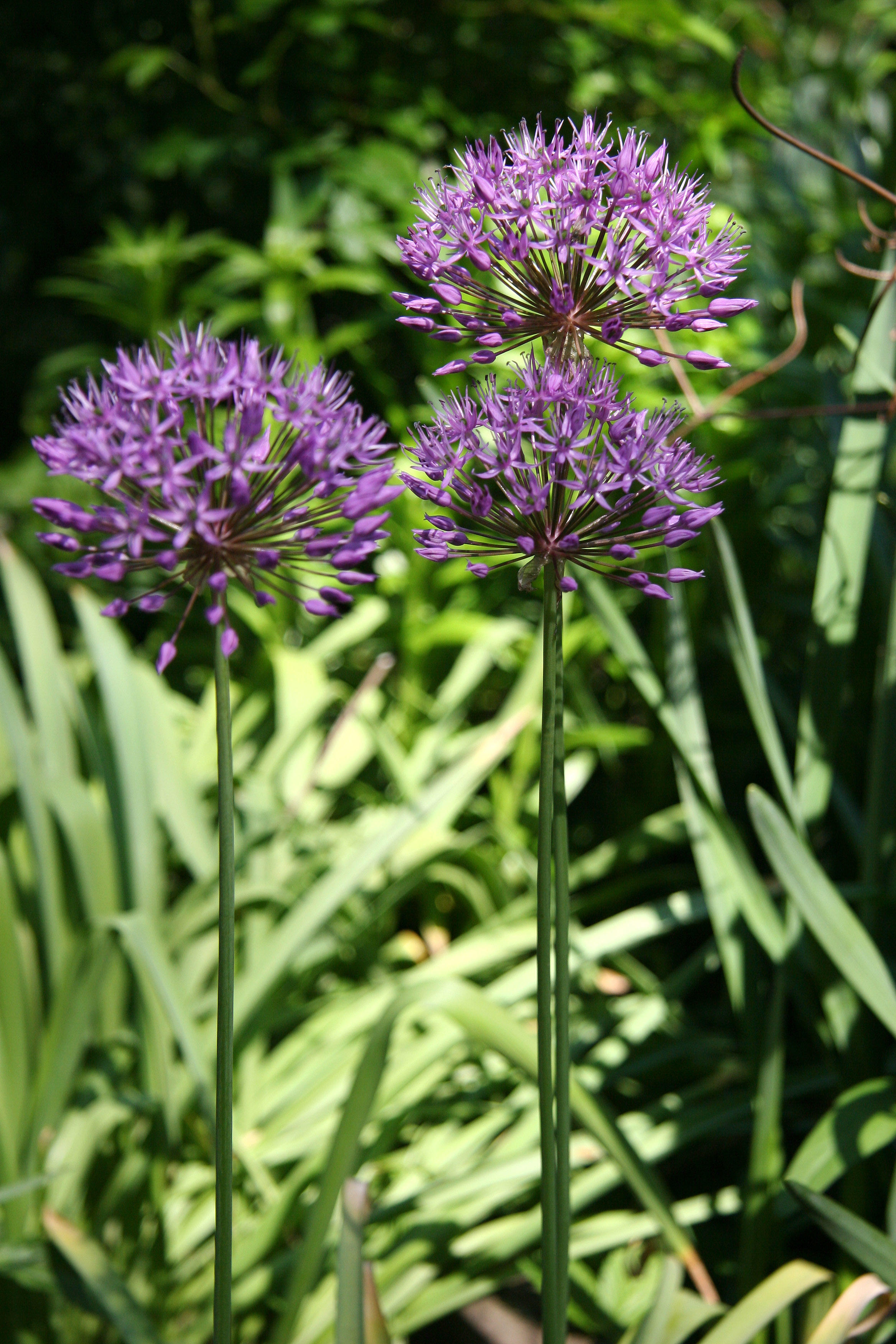 Allium