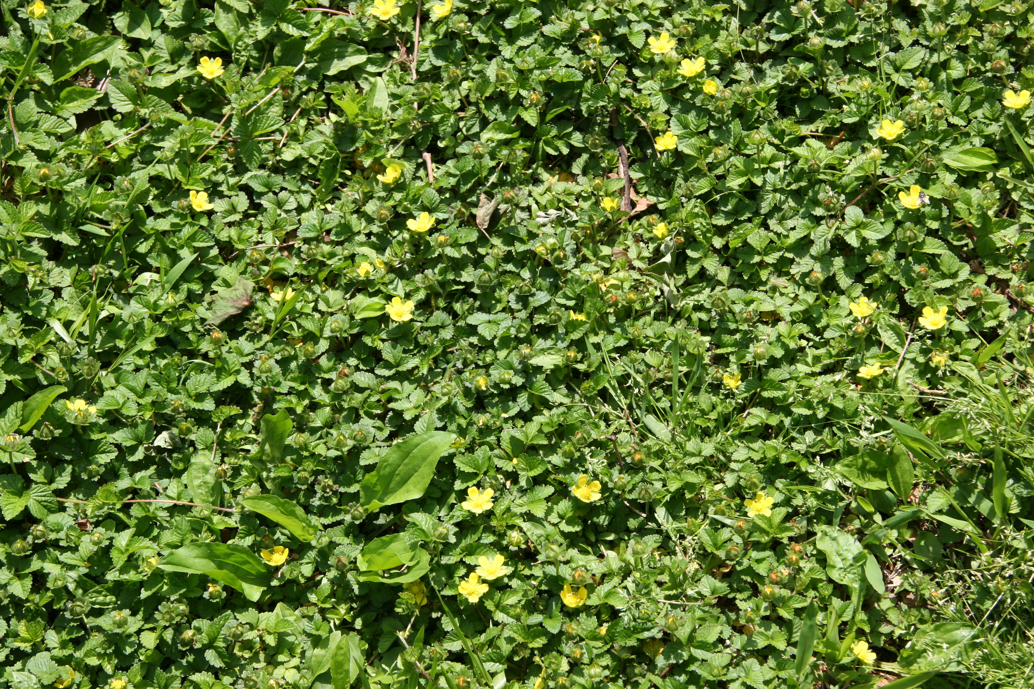 Grass, Dandelion & Yellow Strawberry Blossoms
