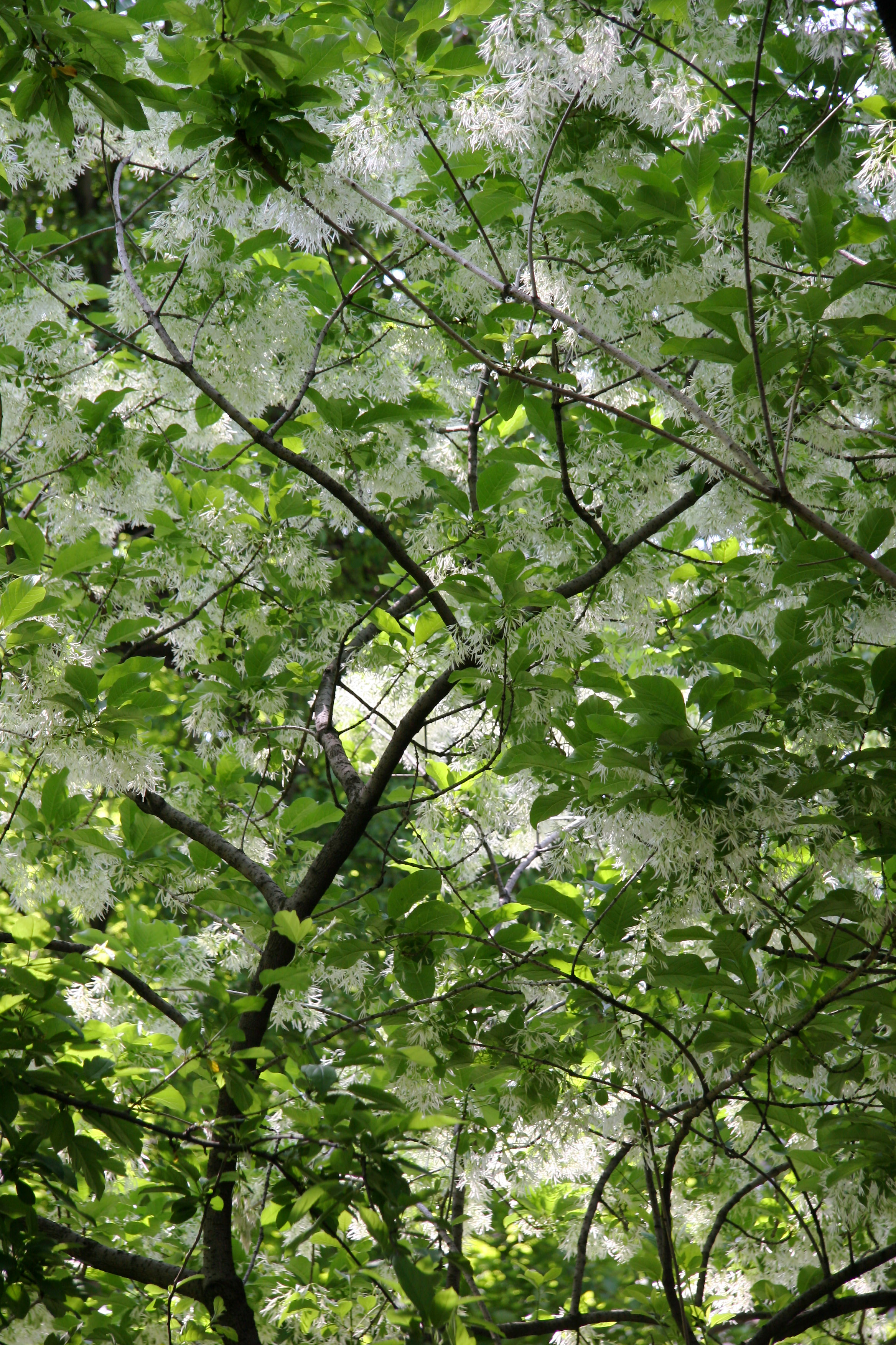 Chionanthus virginicus Fringe Tree