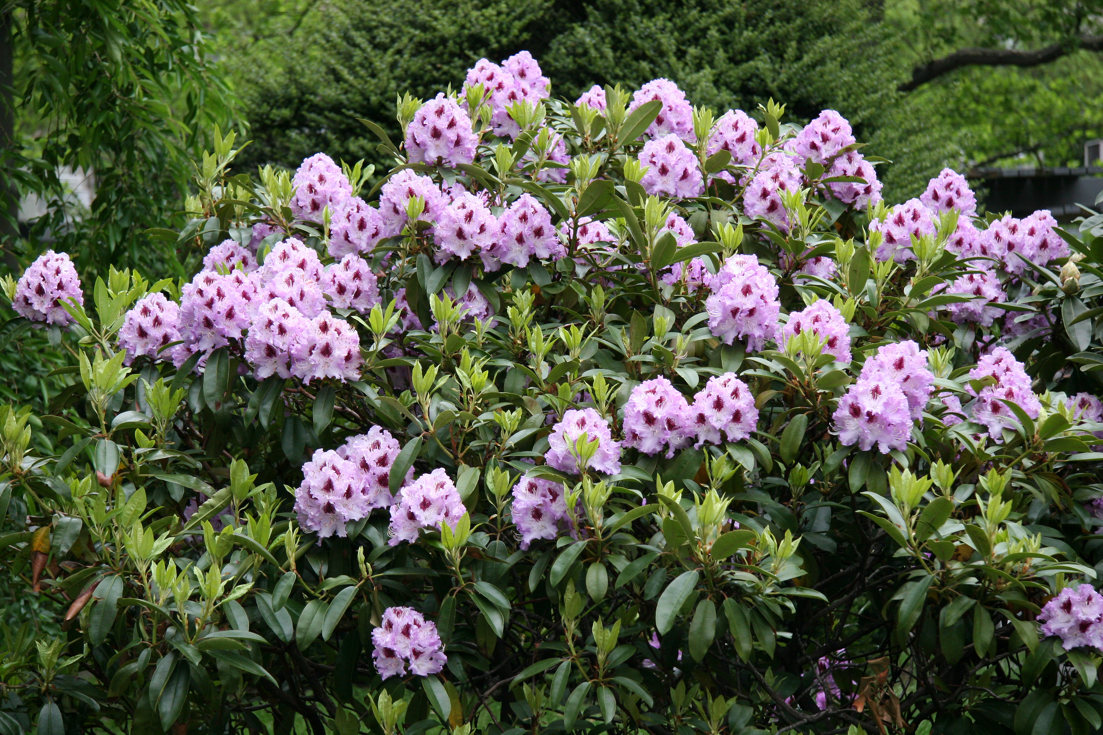 Rhododendron